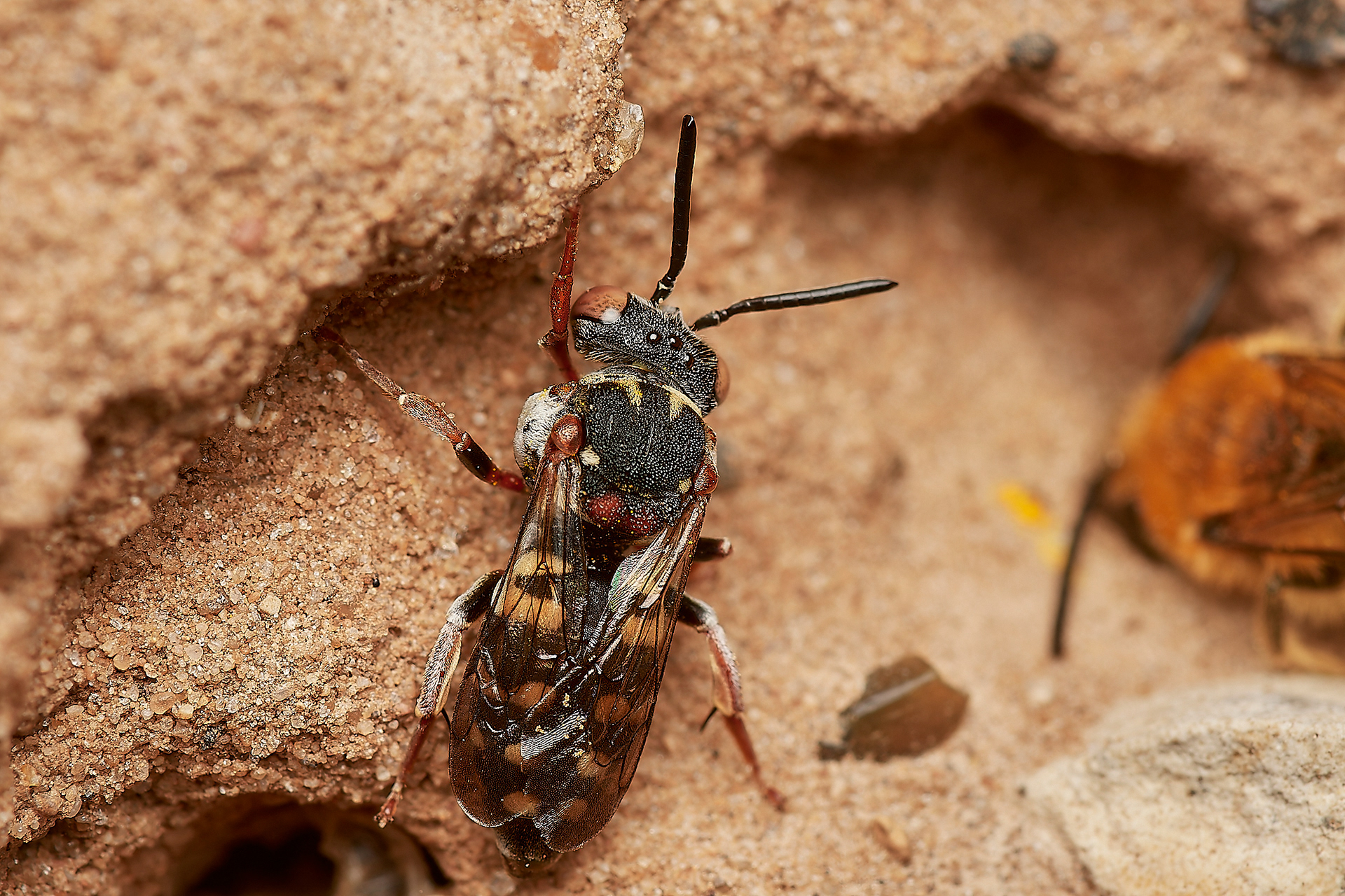 Black-thighed Epeolus (Epeolus variegatus) Gramborough Hill