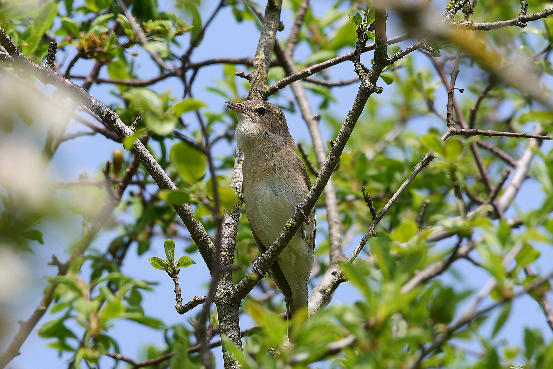 Alderford Common Garden Warbler (Sylvia borin) 05/24