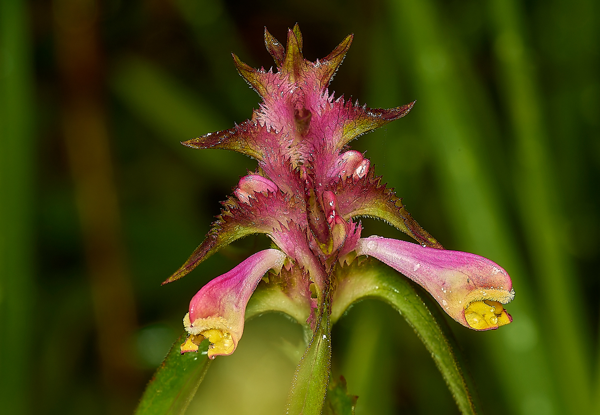 Crested Cow-wheat (Melampyrum cristatum)