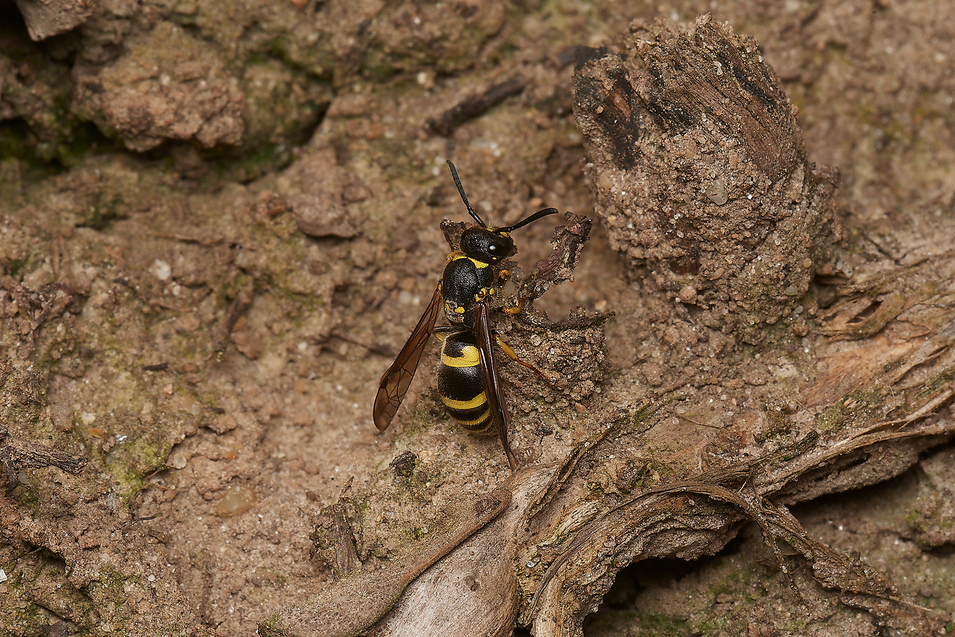 Early Mason Wasp (Ancistrocerus nigricornis) Hanworth
