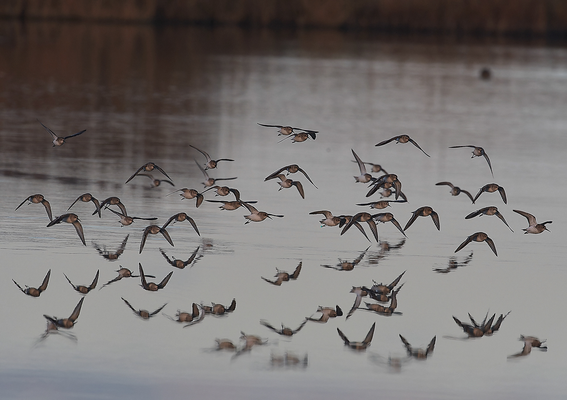 Dunlin (Calidris alpina) Cley