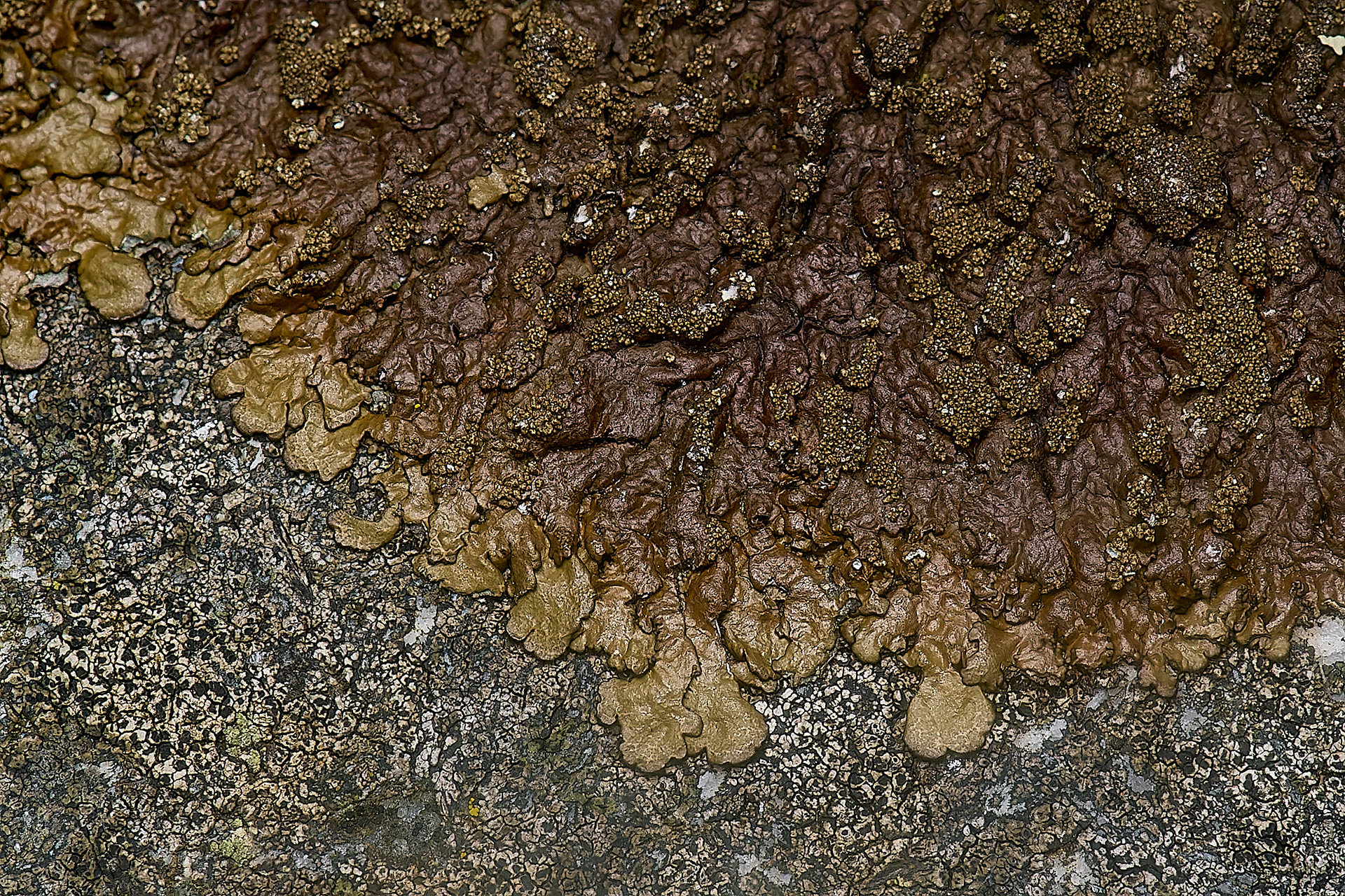 Xanthoparmelia verucculifera