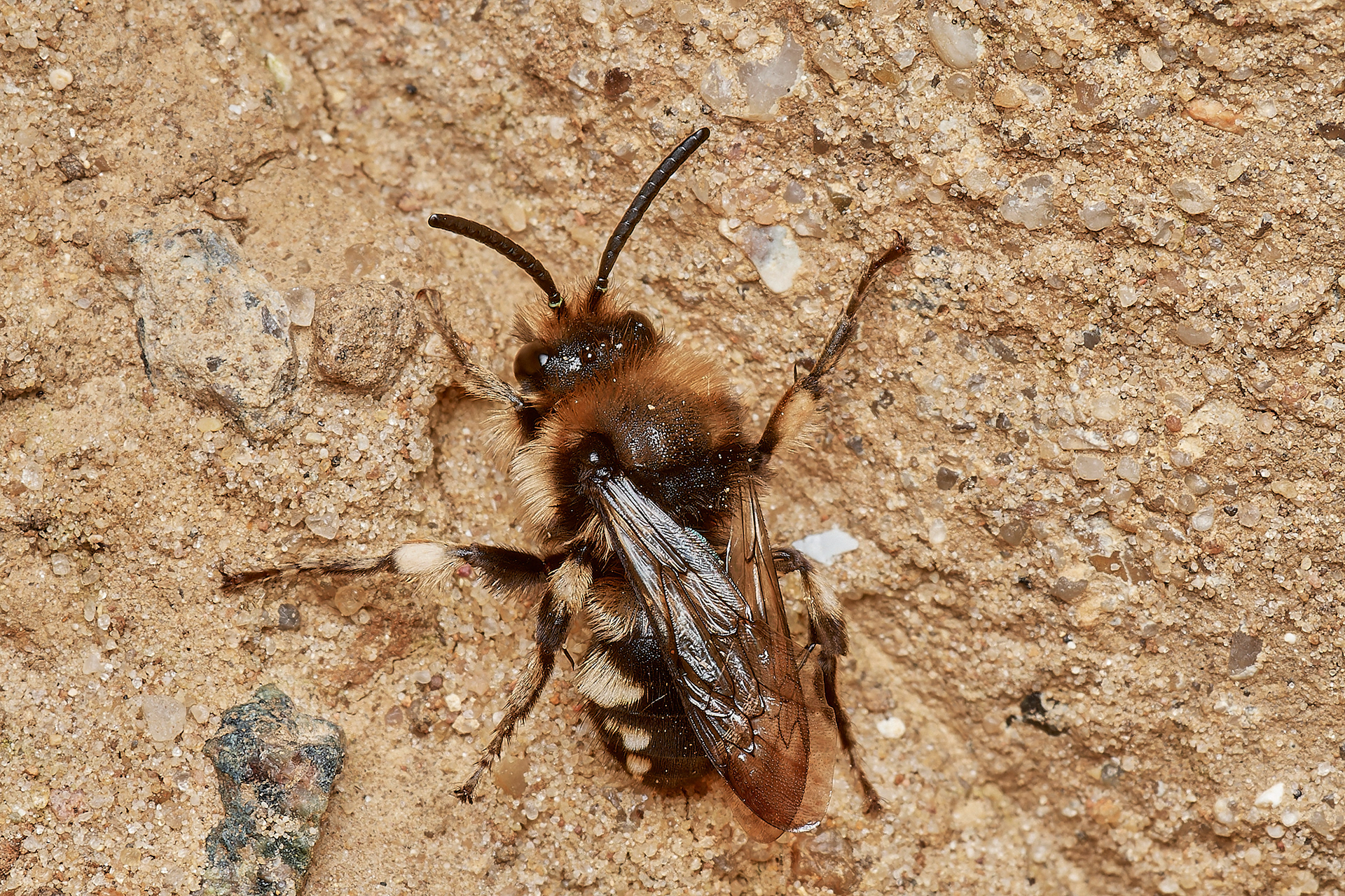 Mourning Bee ♀︎? with an usual amount of borwn hairs on the thorax & clypeus? (Melicta albifrons) Weybourne 04/.23