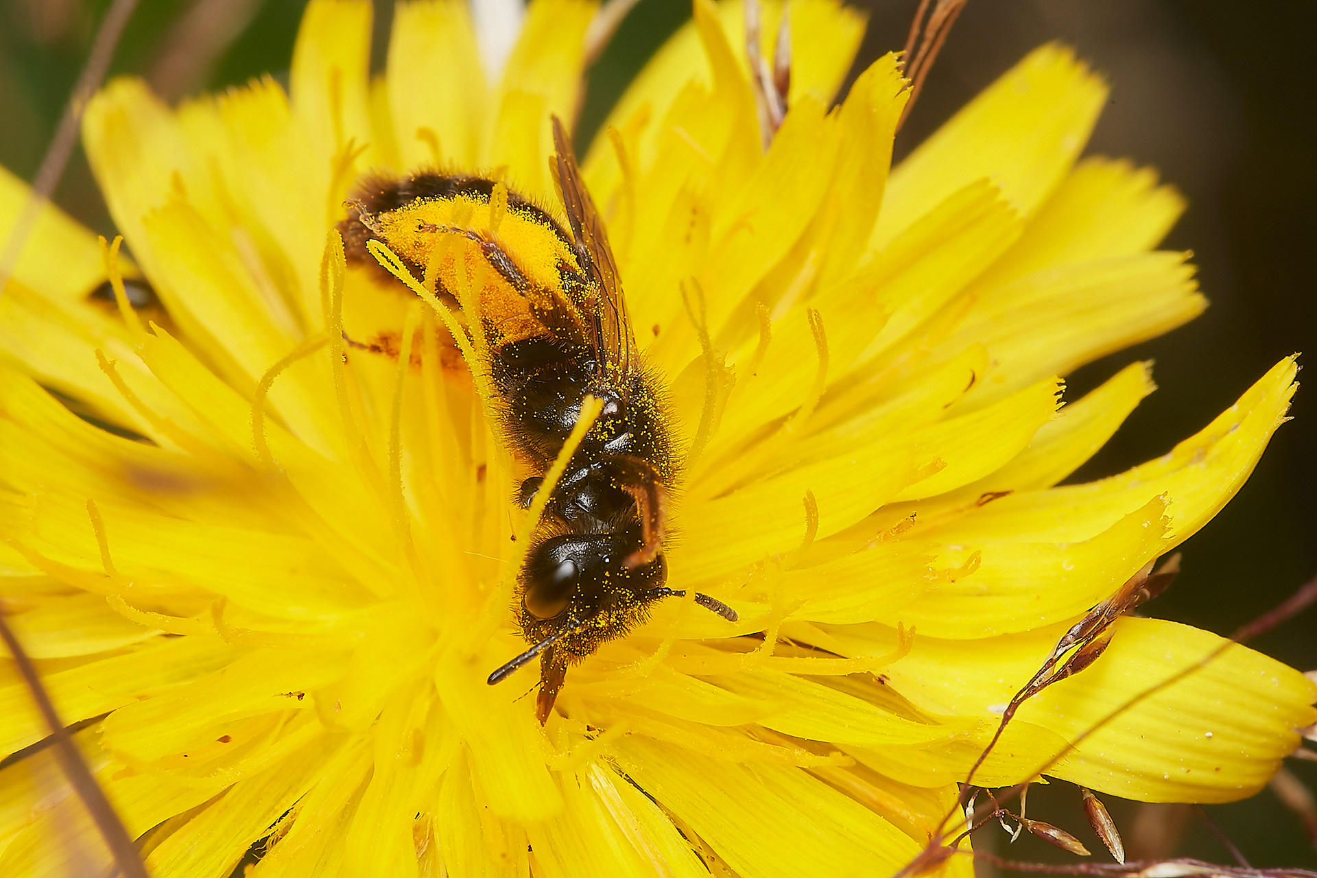 Big Shaggy Bee ♀︎(Panurgus banksianus) Broadland Country Park