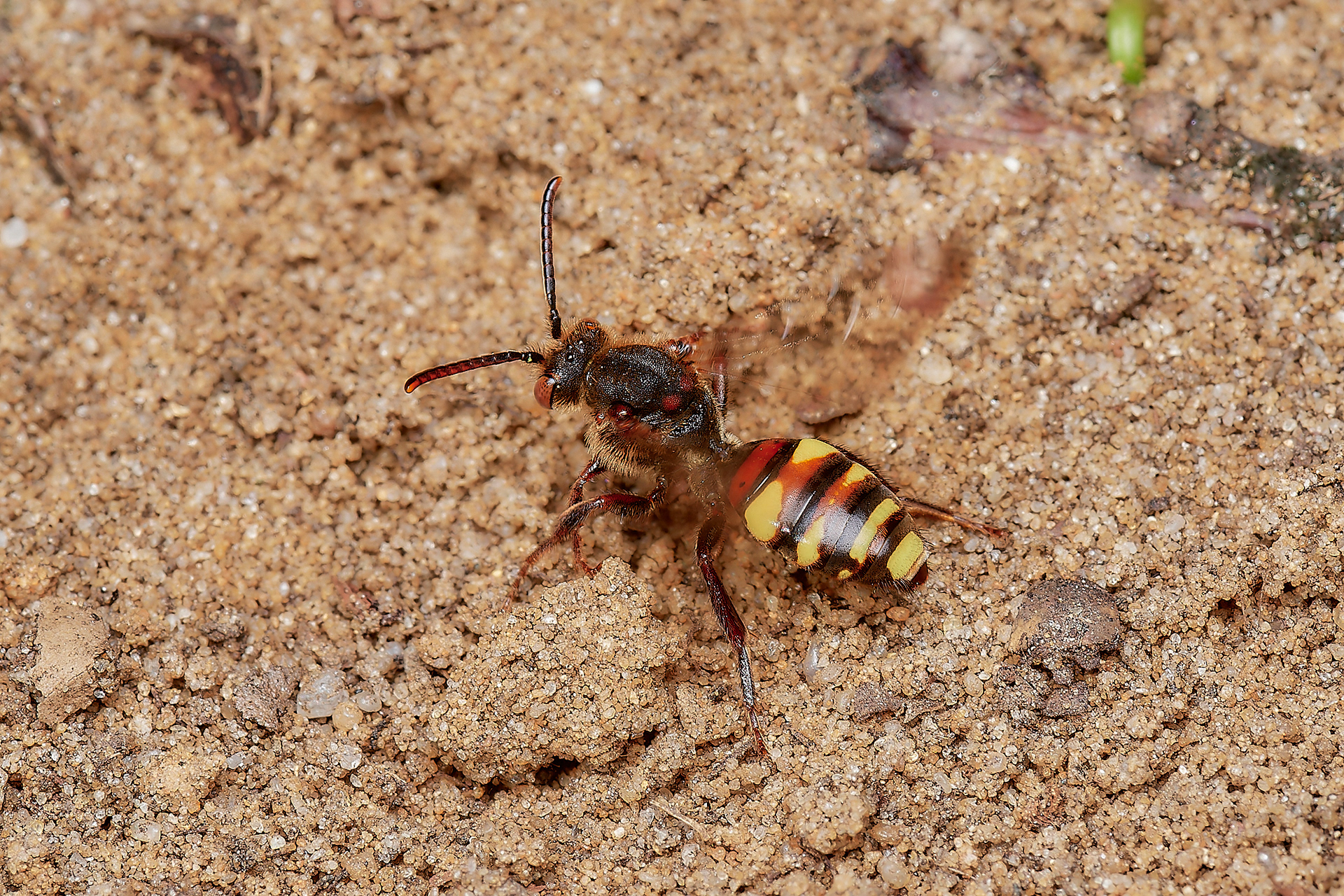 Early Nomad Bee ♀︎(Nomada leucopthalma) - Strumpshaw 03/23