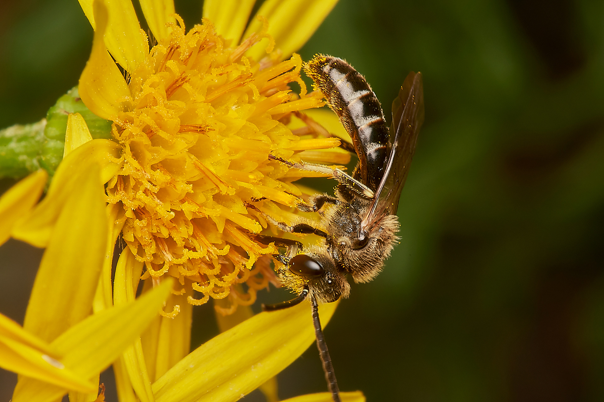 White-zoned Furrow Bee (Lasioglossum leucozonium) Broadland Country Park