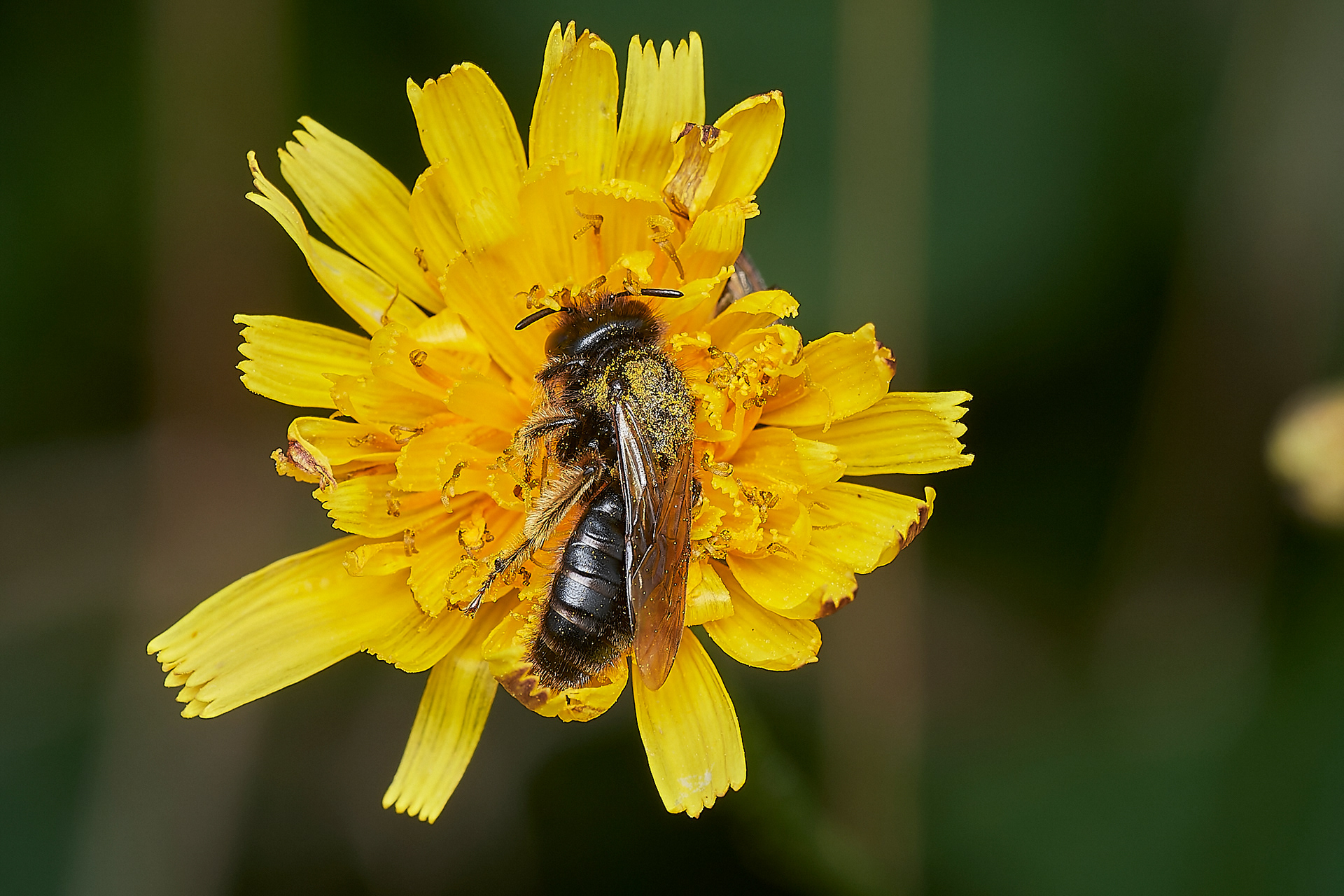 Large Shaggy Bee ♀︎(Panurgus banksianus) Kelling Heath
