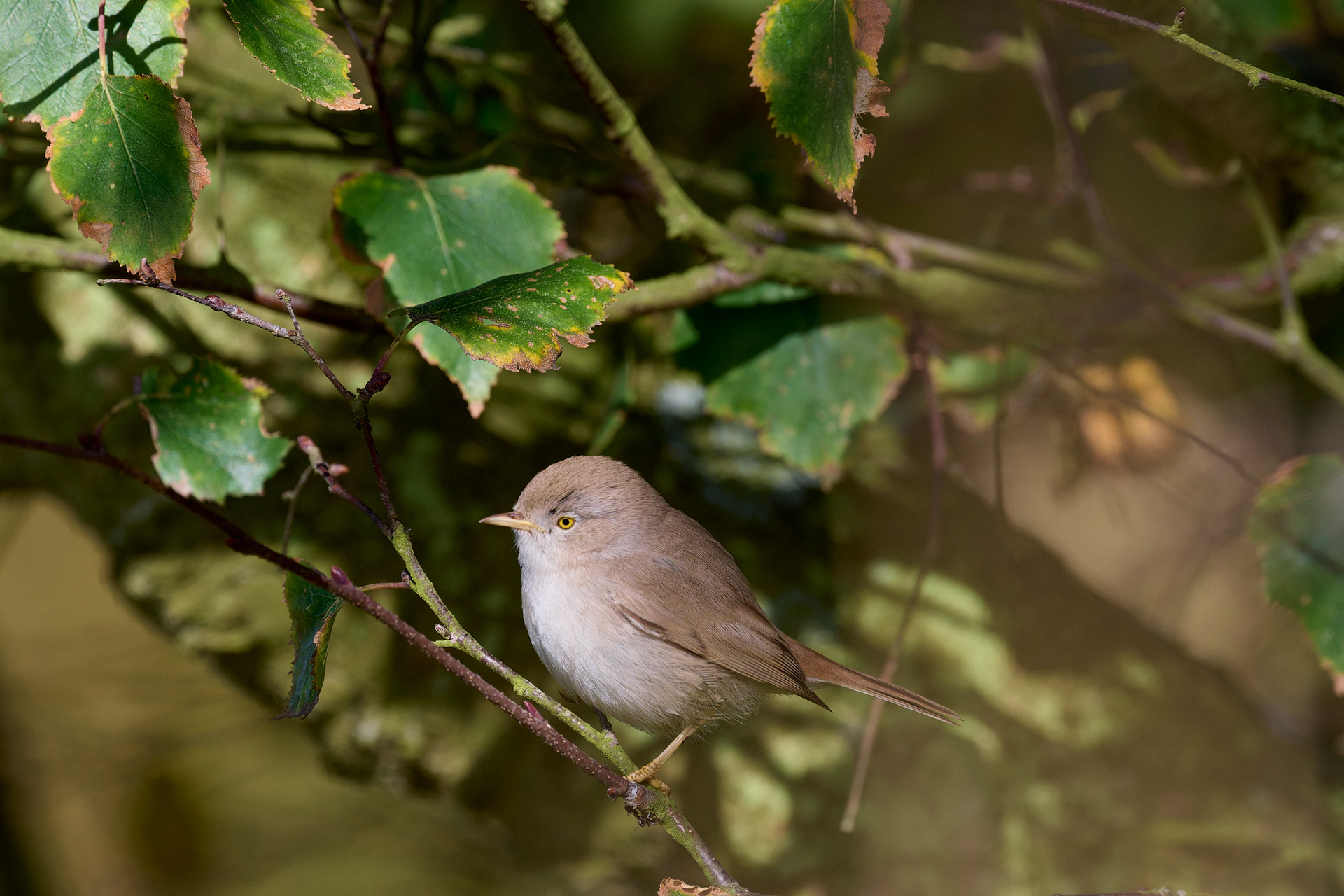 Asian Desert Warbler (Curruca nana)