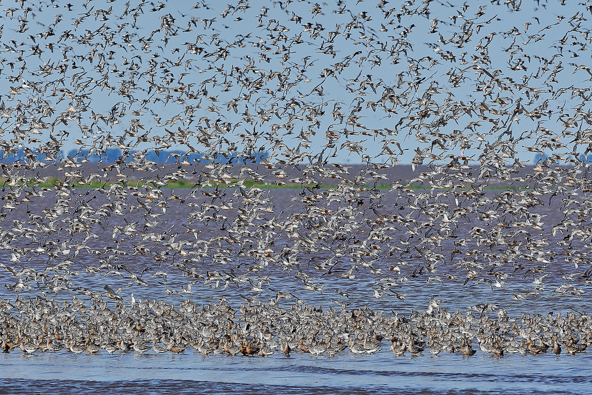 Snettisham Wader Spectacular 08/21