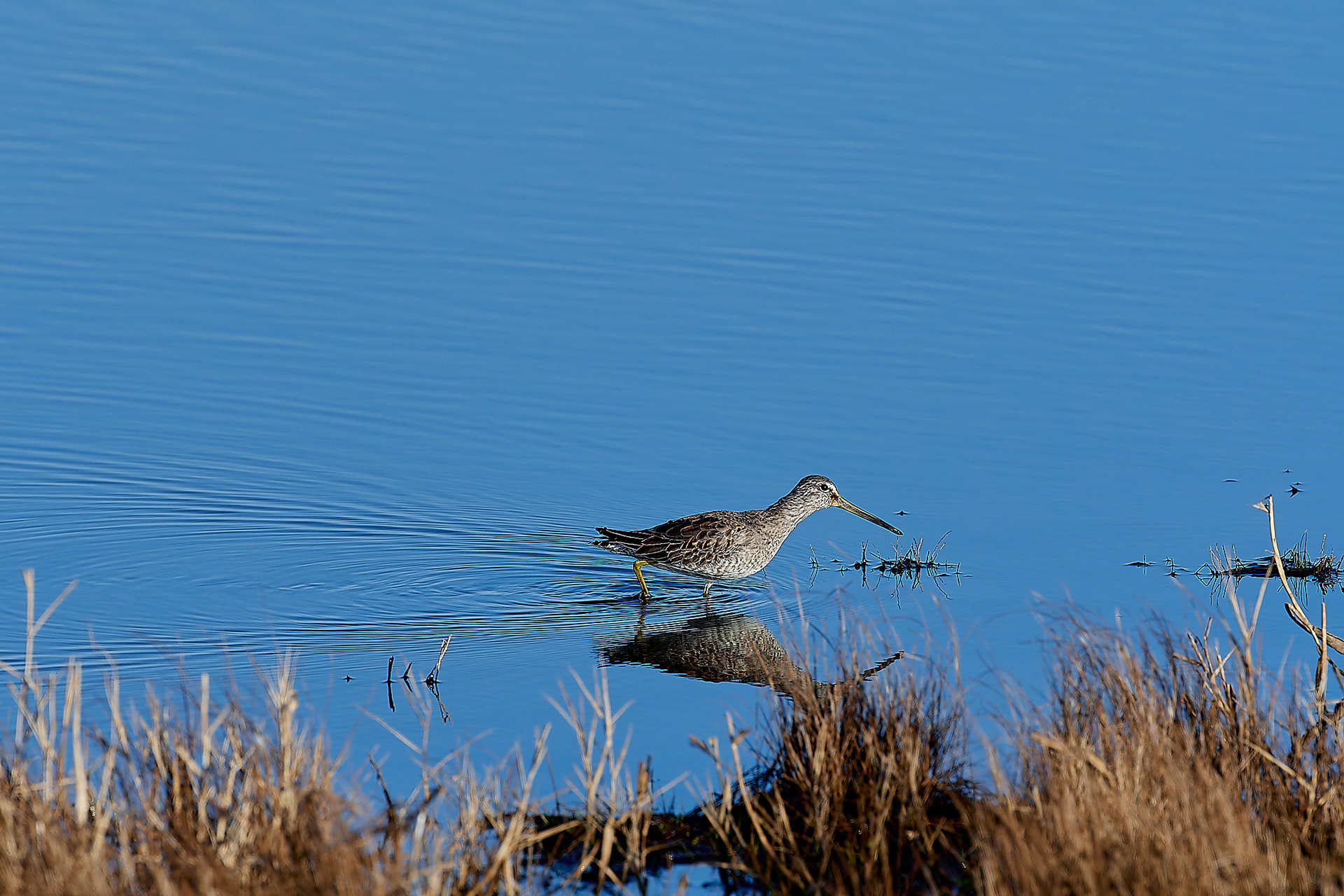 Long-billed Dowitcher (limnodromus scolopaceus) Cley