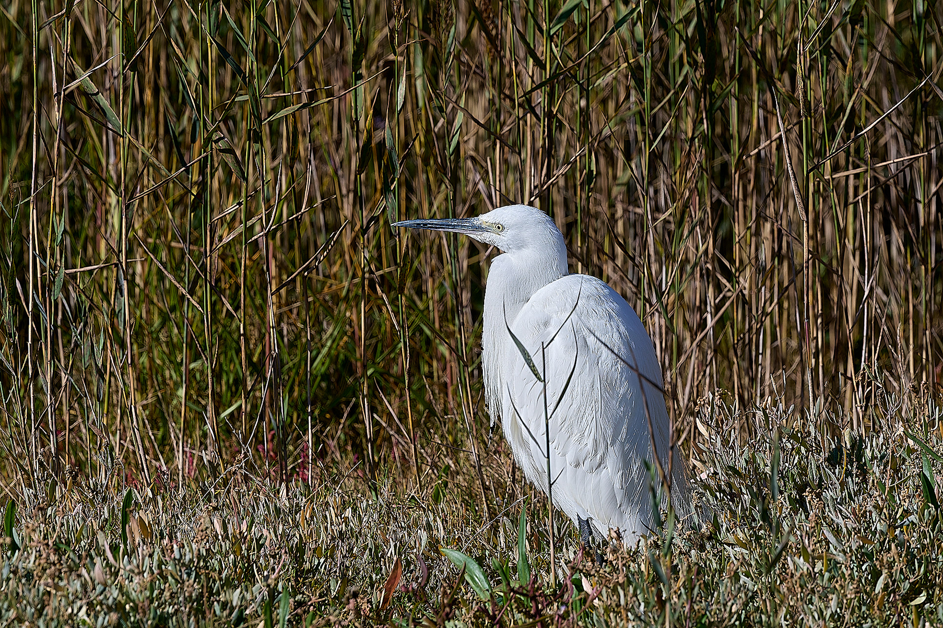 Little Egret (Egretta garzetta)
