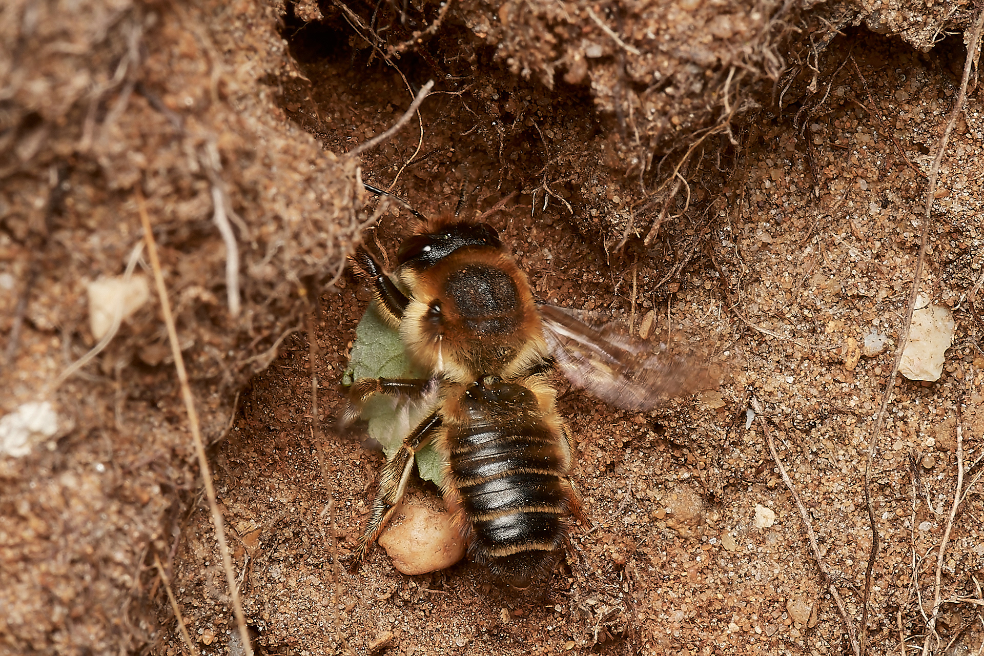Coastal Leafcutter Bee (Megachile maritima) Spalla Gap