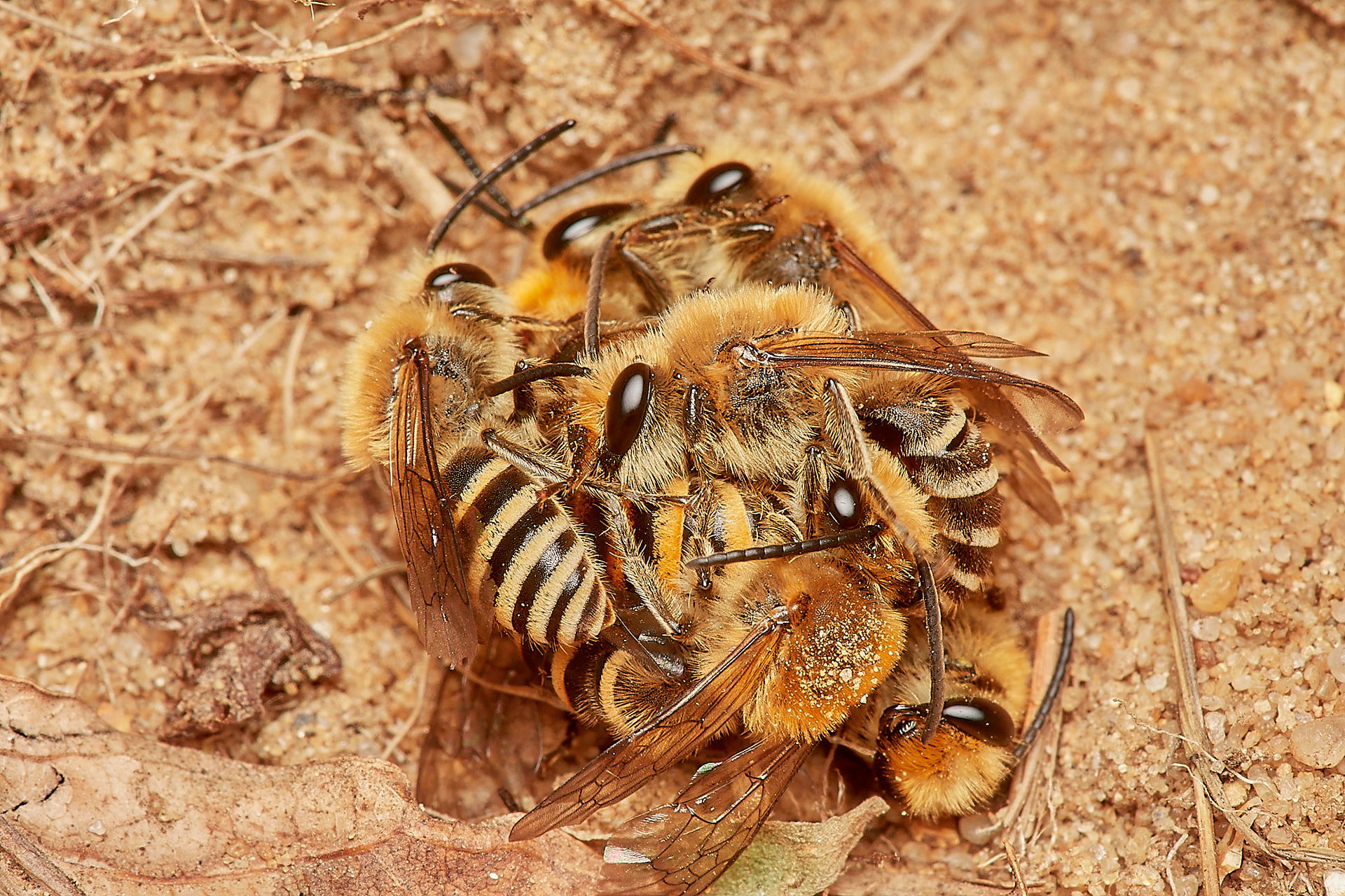 Ivy Bee (Colletes hederae) Felmingham Cutting