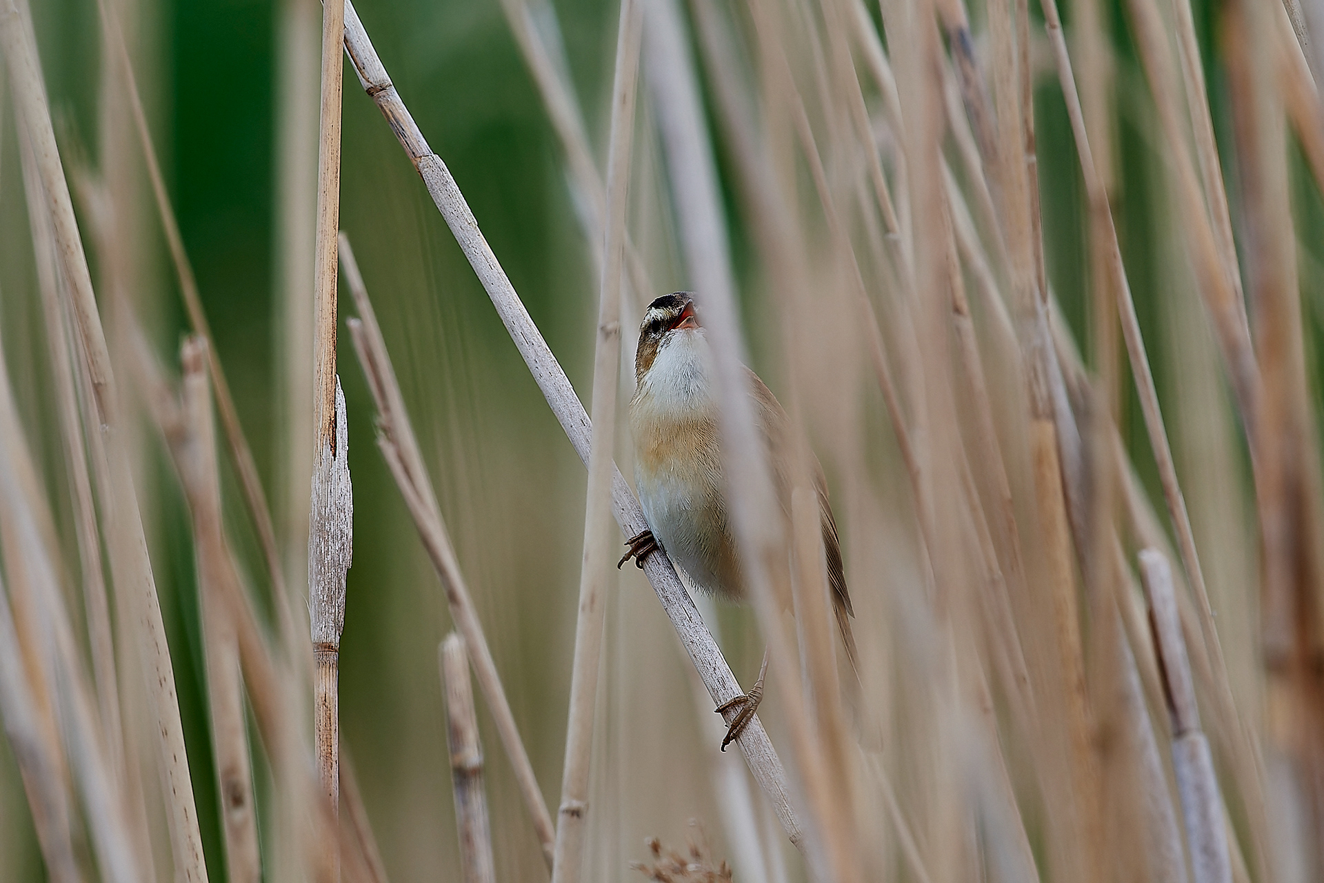 Sedge Warbler (Acrocephalus schoenobanus) Cley