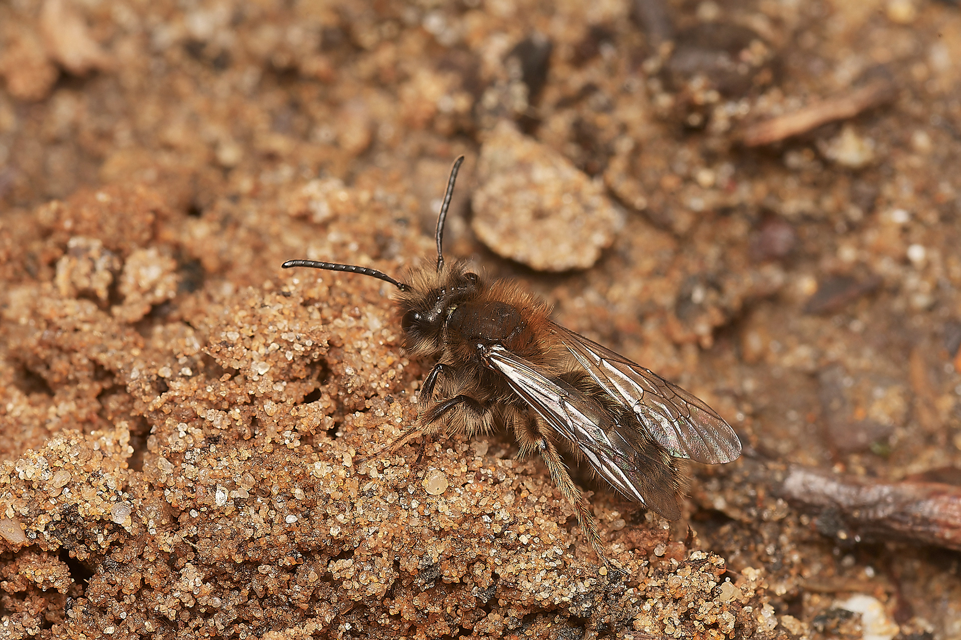Clark's Mining Bee ♀︎(Andren clarkella) Strumpshaw 03/23