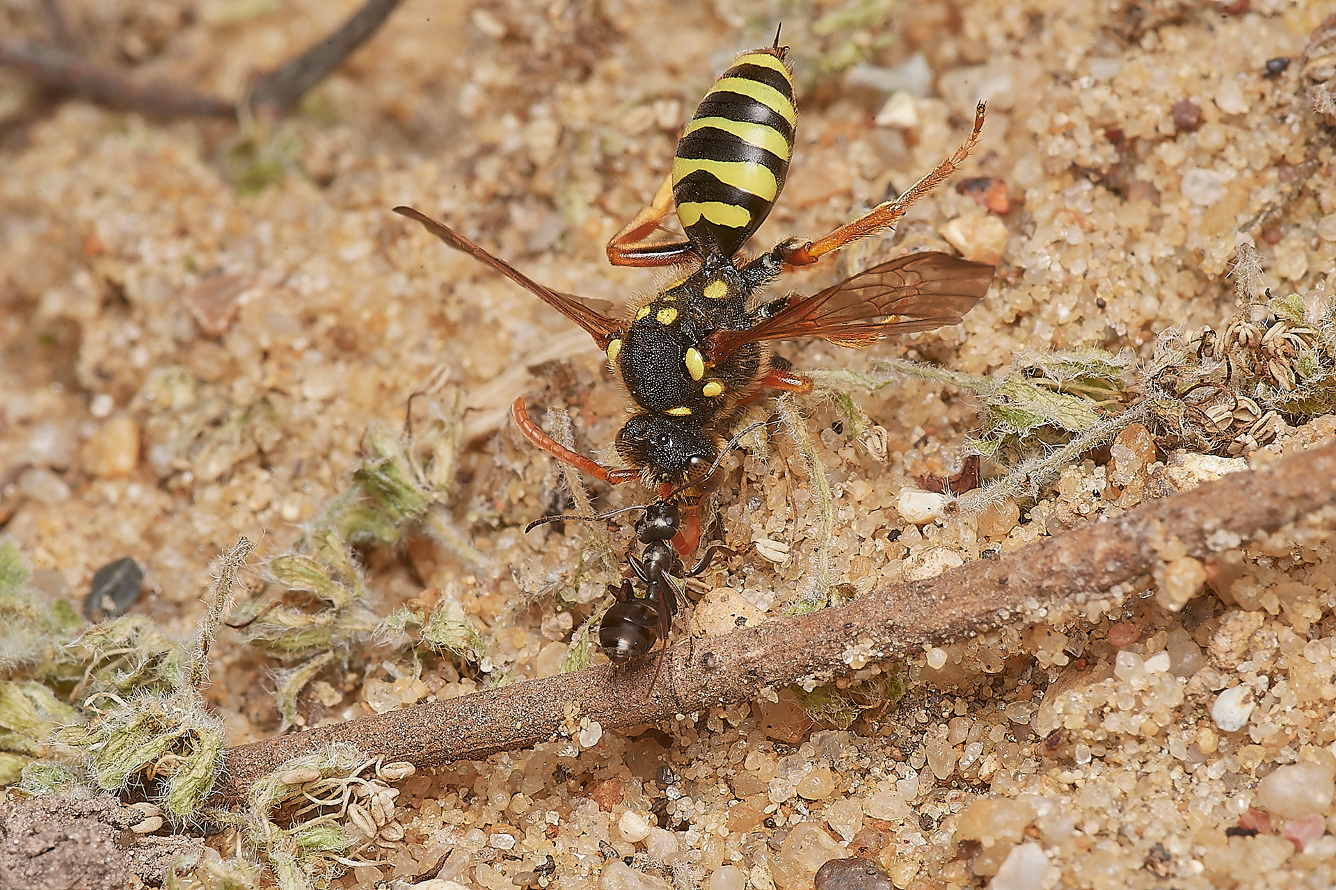 Gooden's Nomad Bee♀︎ (Nomada goodeniana) Hanworth