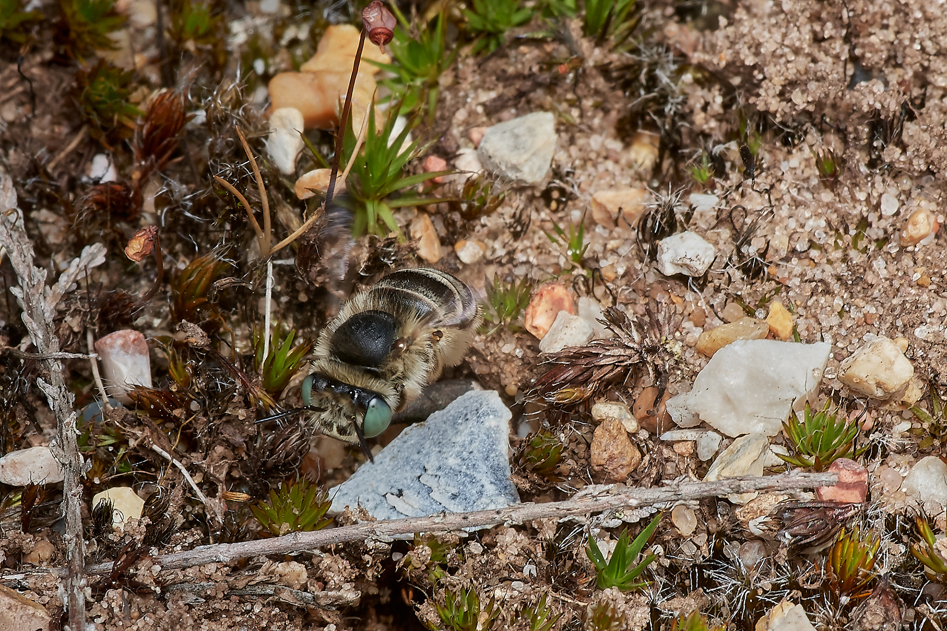 Green-eyed Flower Bee (Anthophora bimaculata) Santon Downham