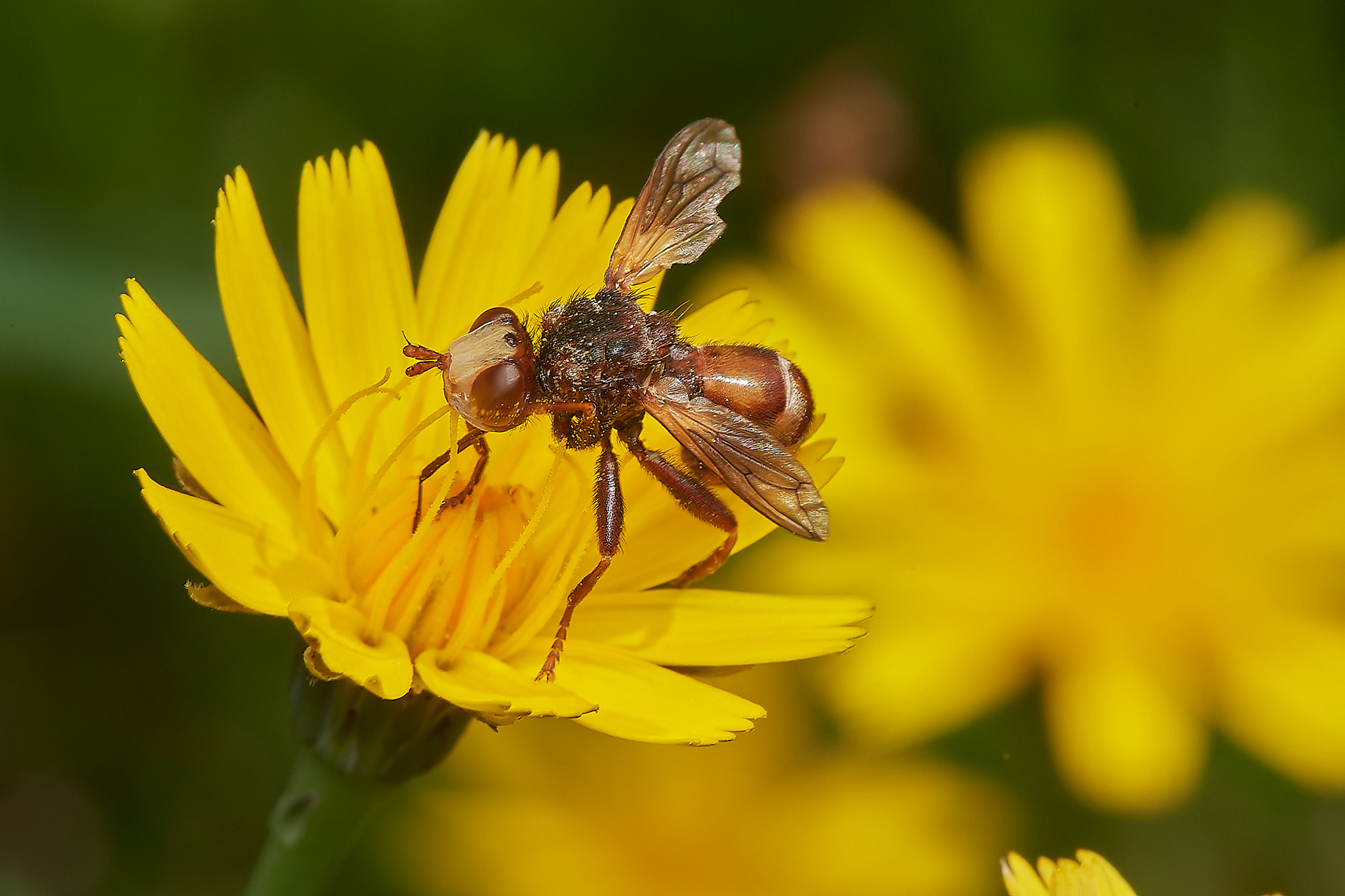 Ferruginous Bee Grabber (Sicus ferrugineus)