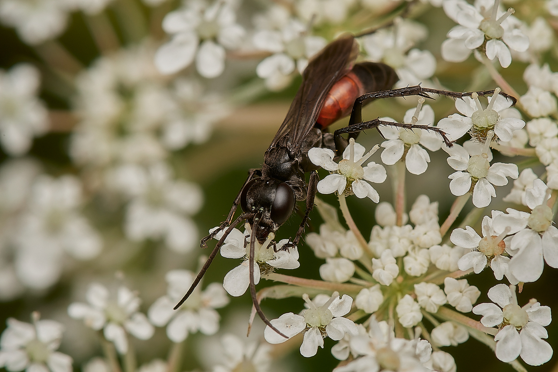 Bristle-tailed Spider Wasp? (Anoplius infuscatus) ? Broadland Country Park