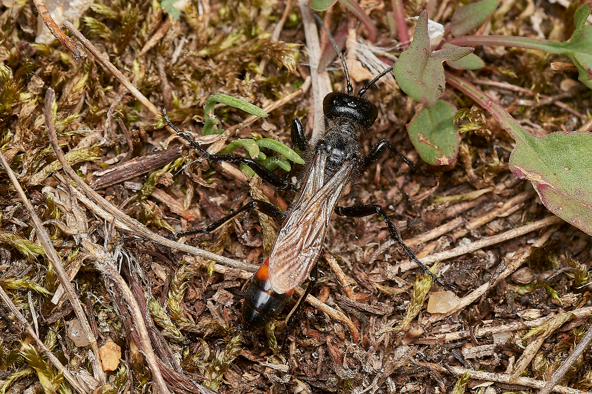 Eastern Sand Wasp (Podalonia affinis) Little Eye, Salthouse