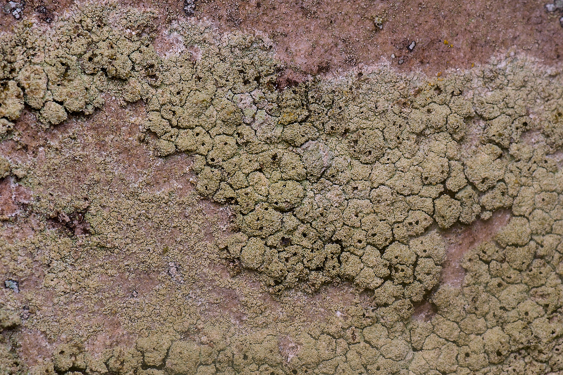 Pyrrhospora quernea