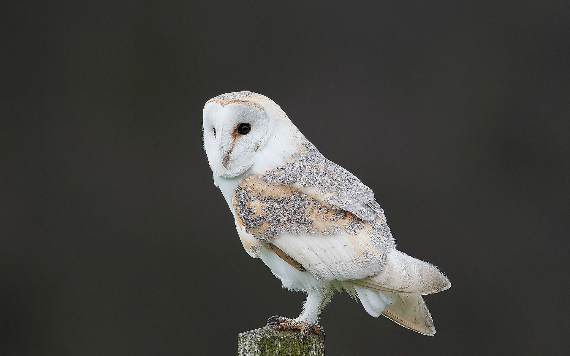 Barn Owl (Tyto alba)