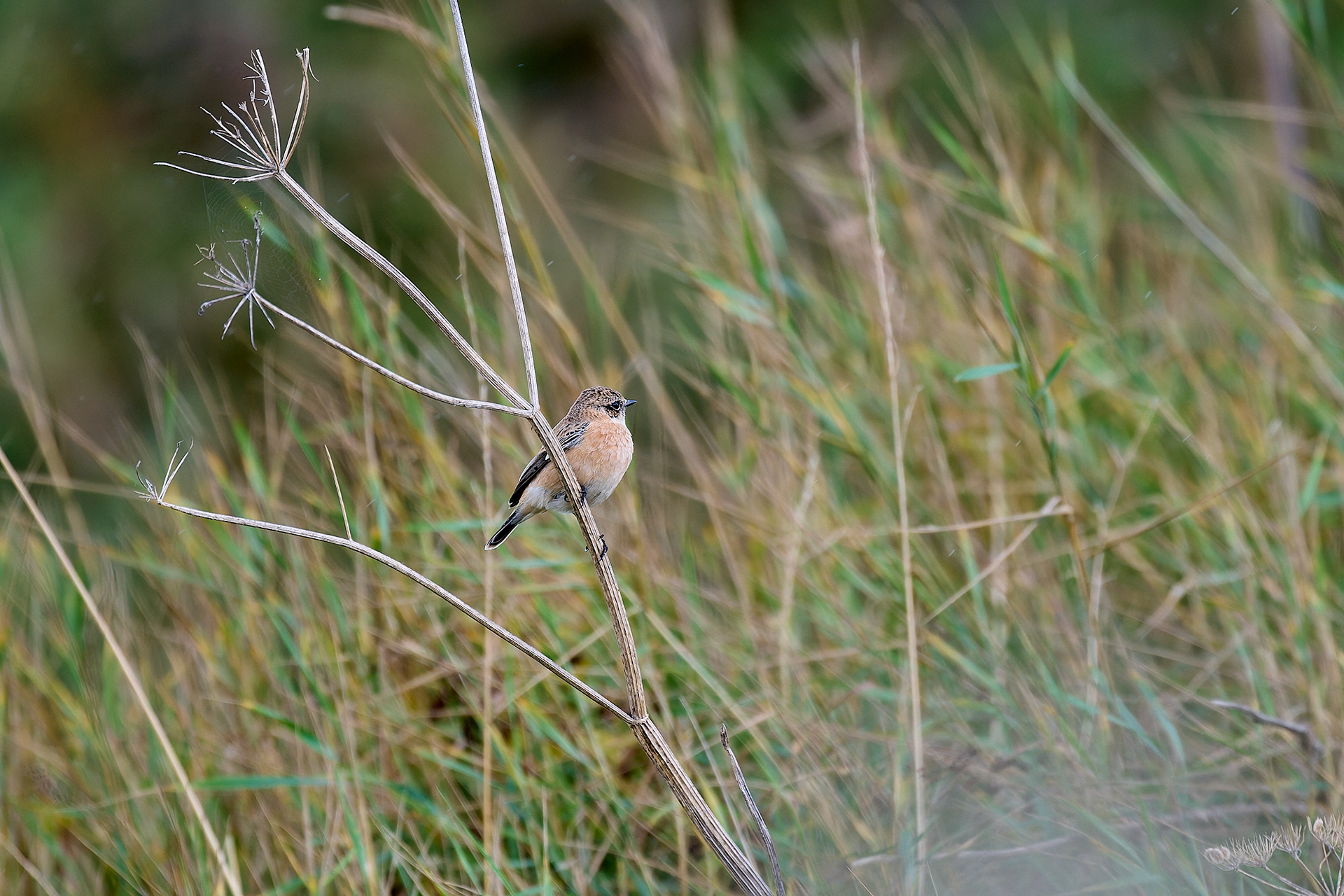 Eastern Stonechat Sp