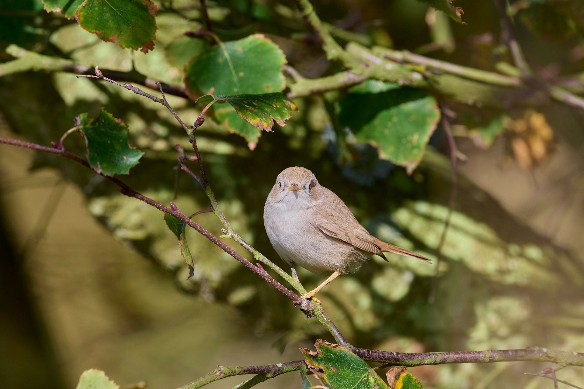 Asian Desert Warbler (Curruca nana)