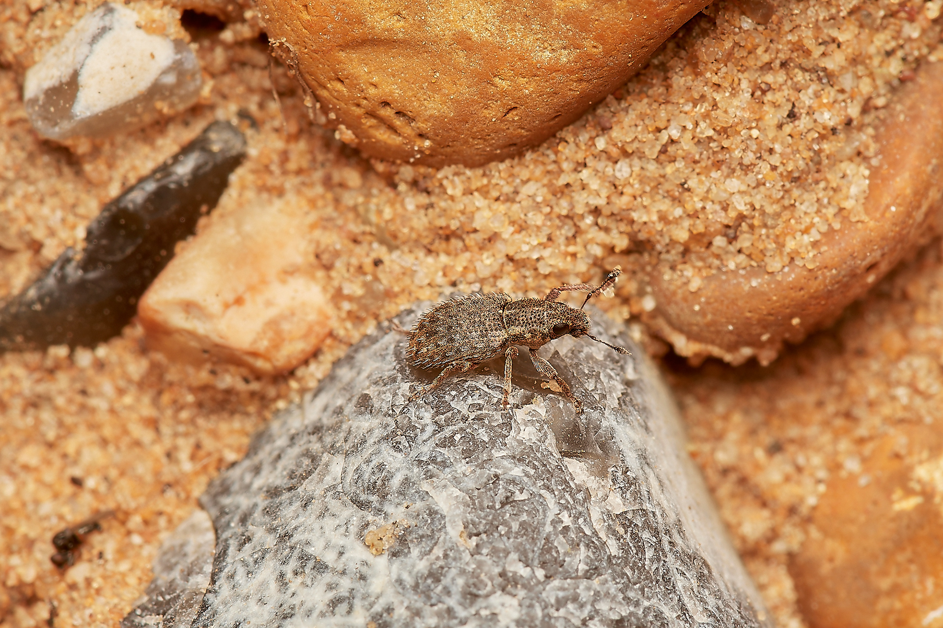 Weevil Sp? Gramborough Hill