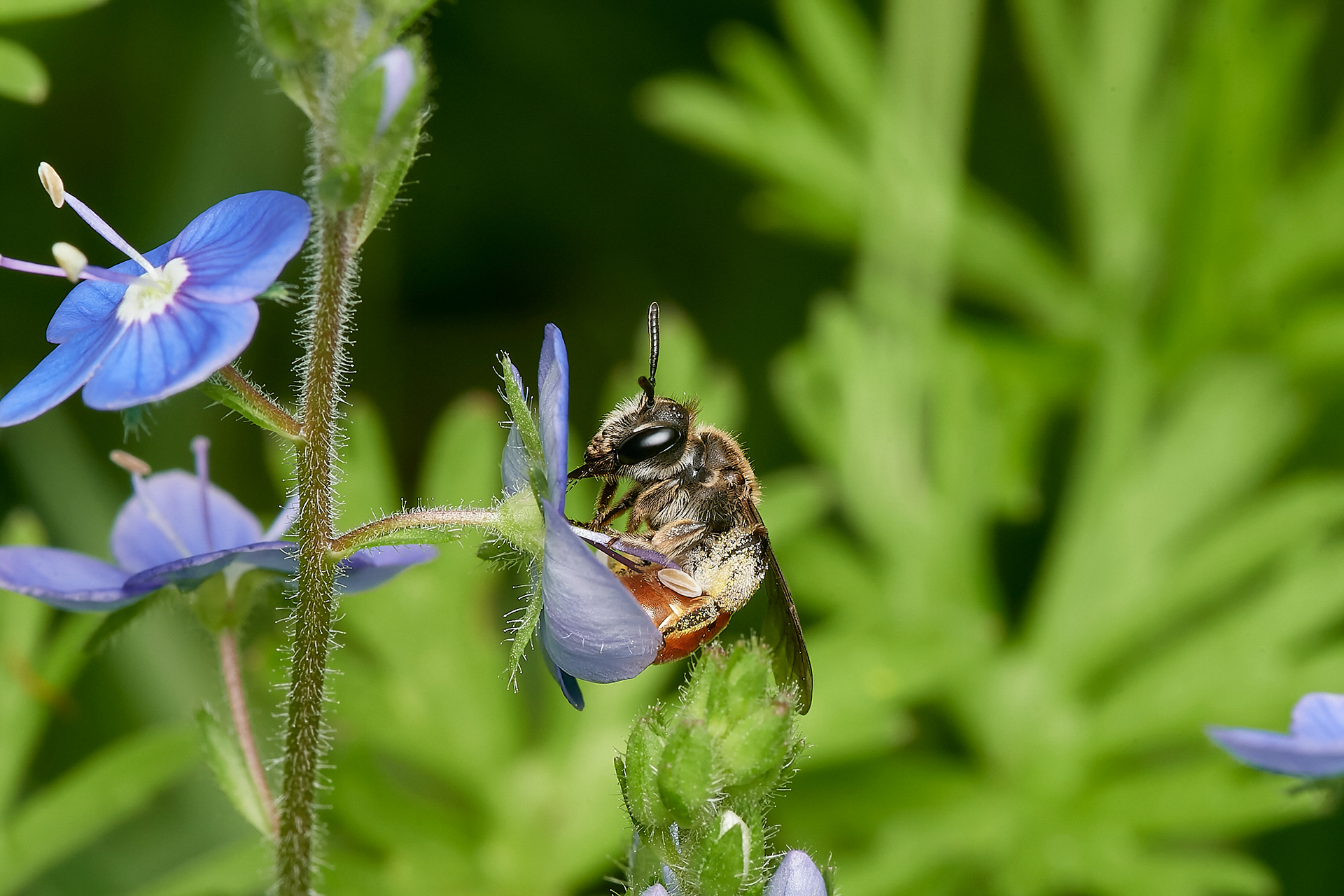 Red-girdled Mining Bee ♀︎(Andrena labiata) Hanworth on Germander Speedwell