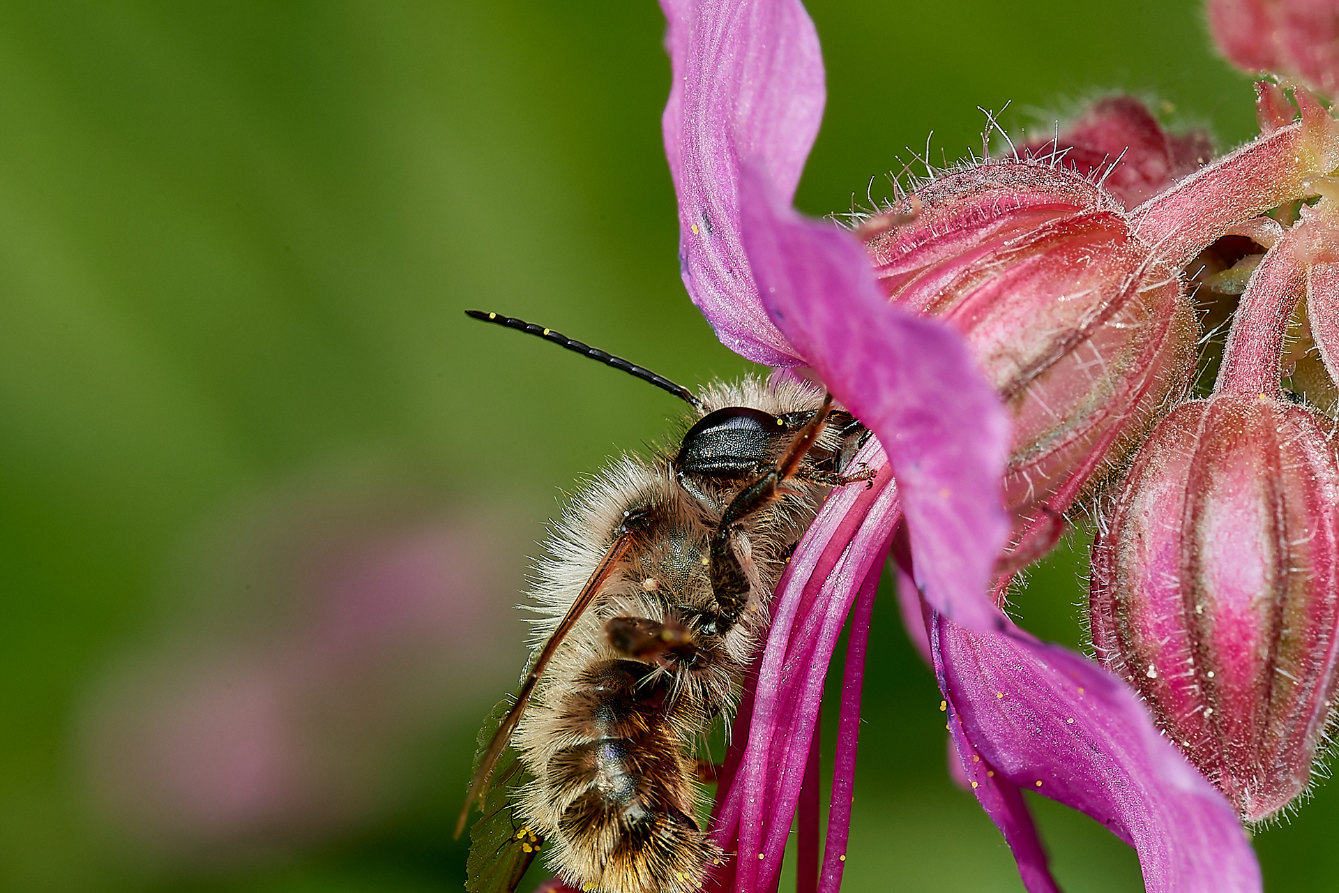 Red Mason Bee ♂︎(Osmia bicornis) Hanworth