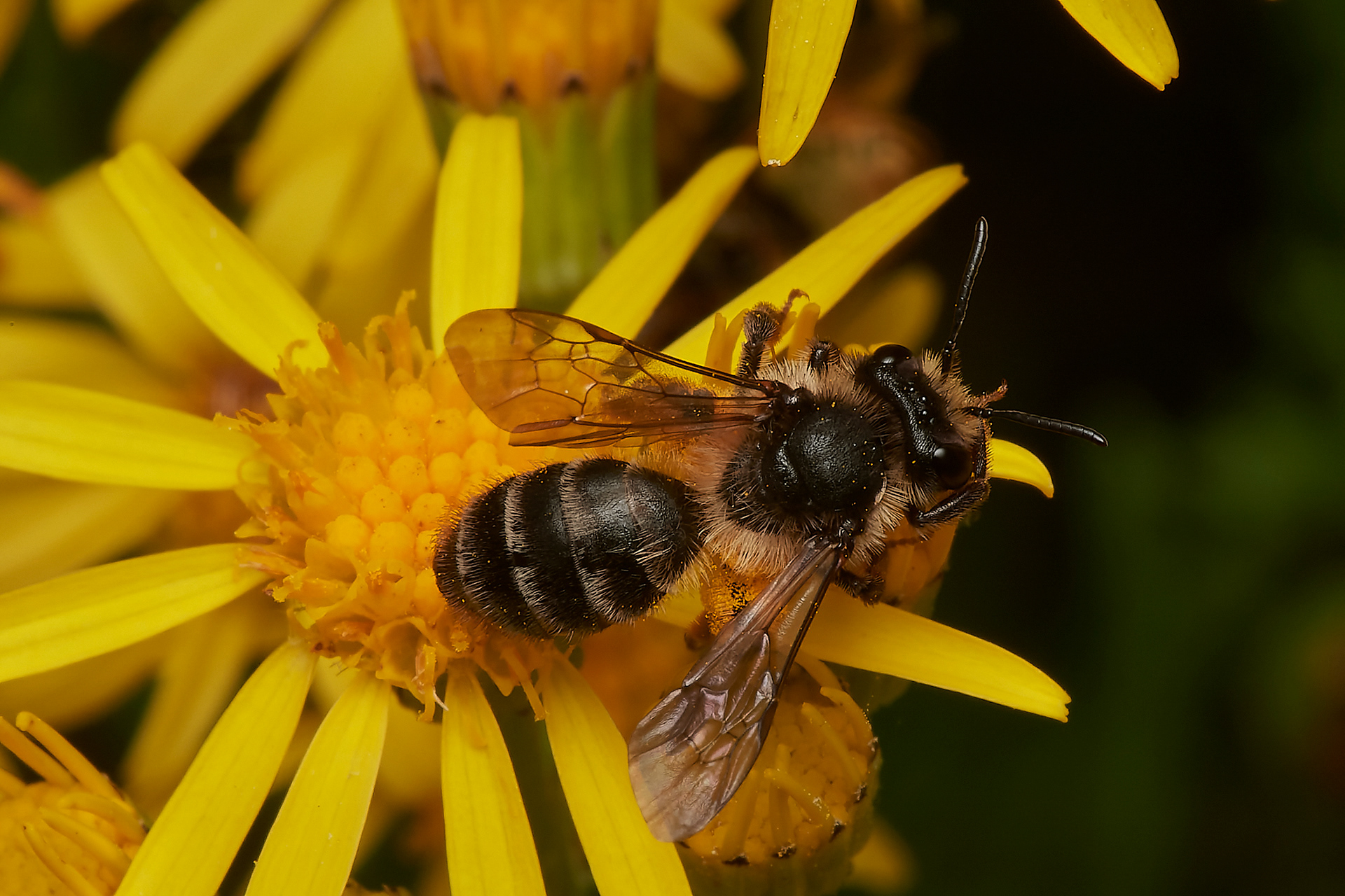 Grey-banded Mining Bee ♀︎ (Andrena denticulata) Broadland Country Park