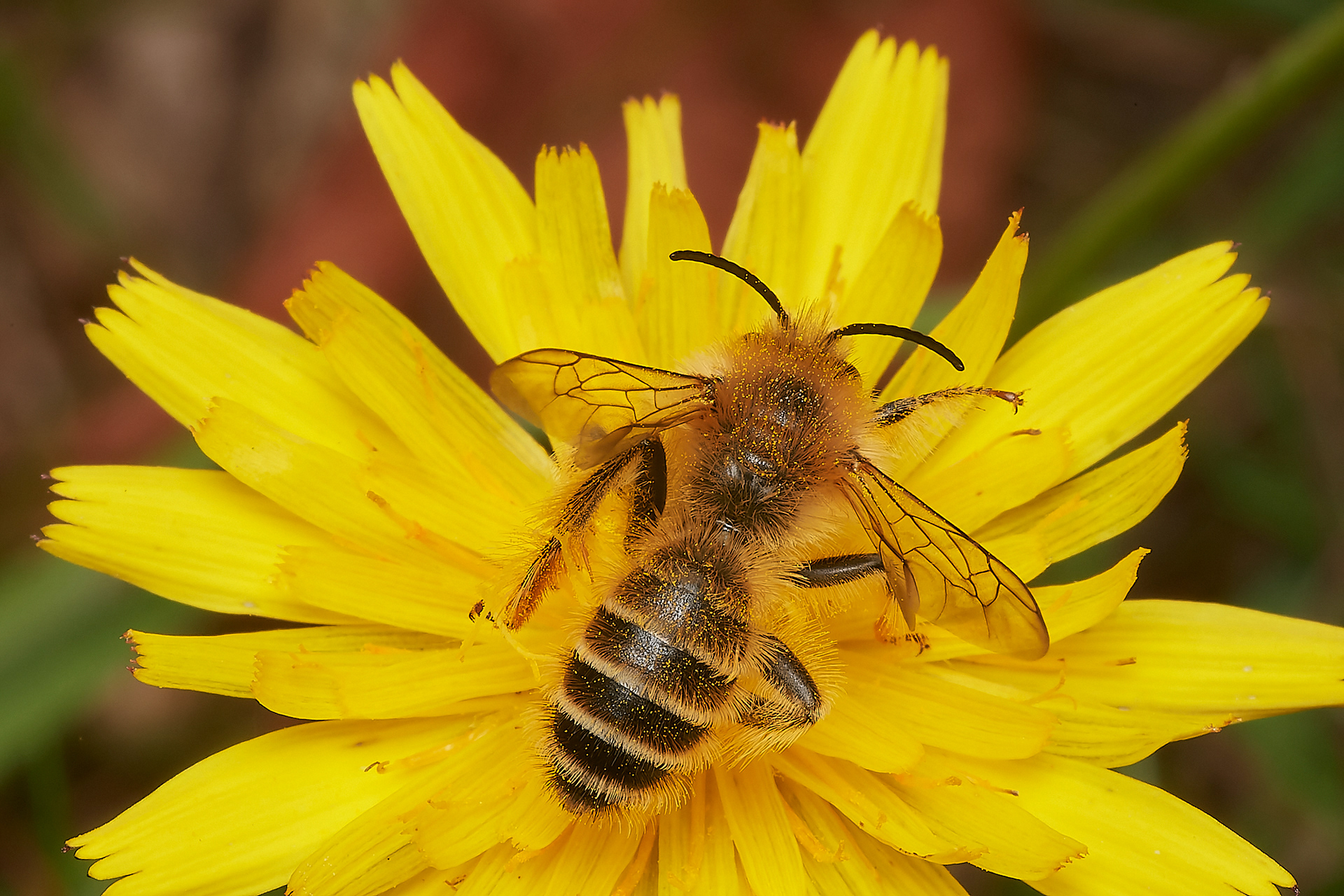Pantaloon Bee ♂︎(Dasypoda hirtirpes) Santon Downham