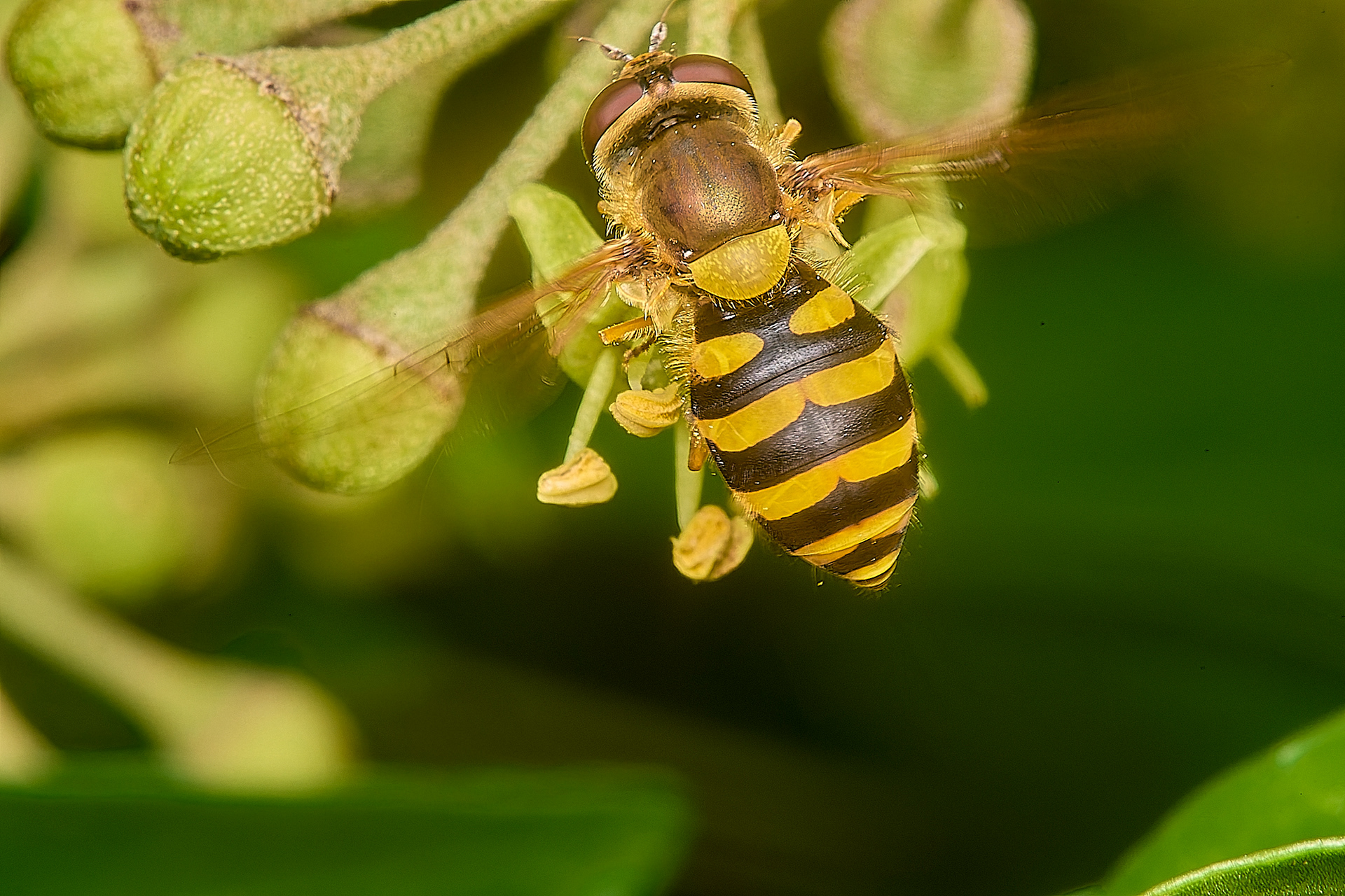 Syrphus Sp
