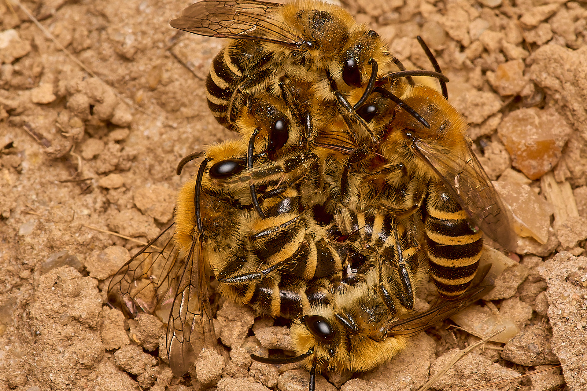Ivy Bee (Colletes hederae)