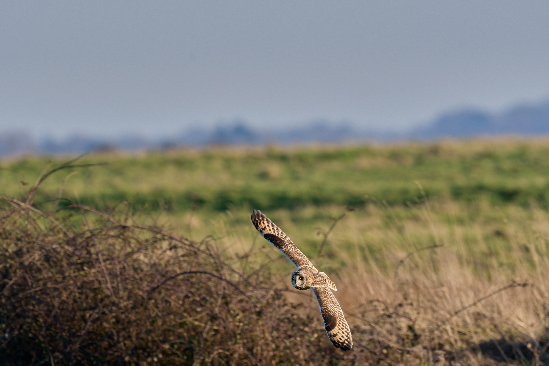 Short-eared Owl