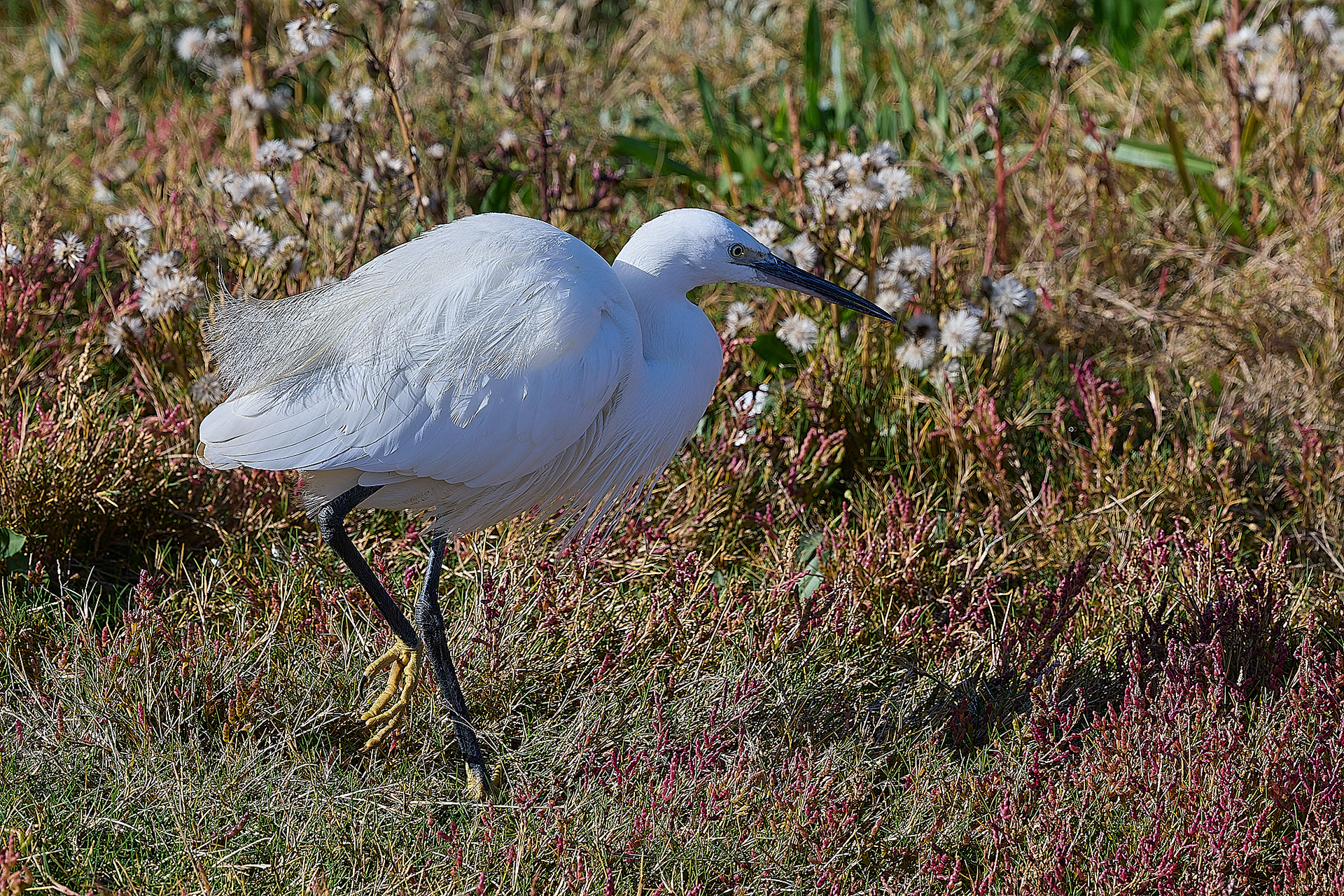 Little Egret (Egretta garzetta)