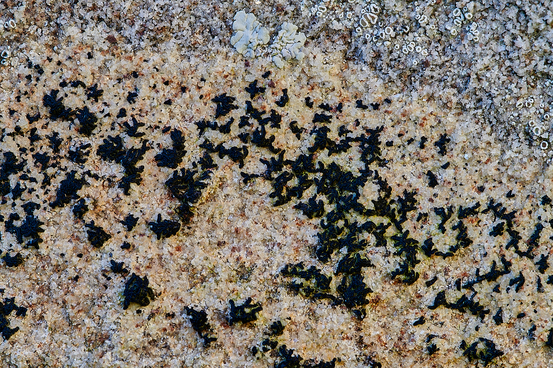 Lichen Sp Cley Church