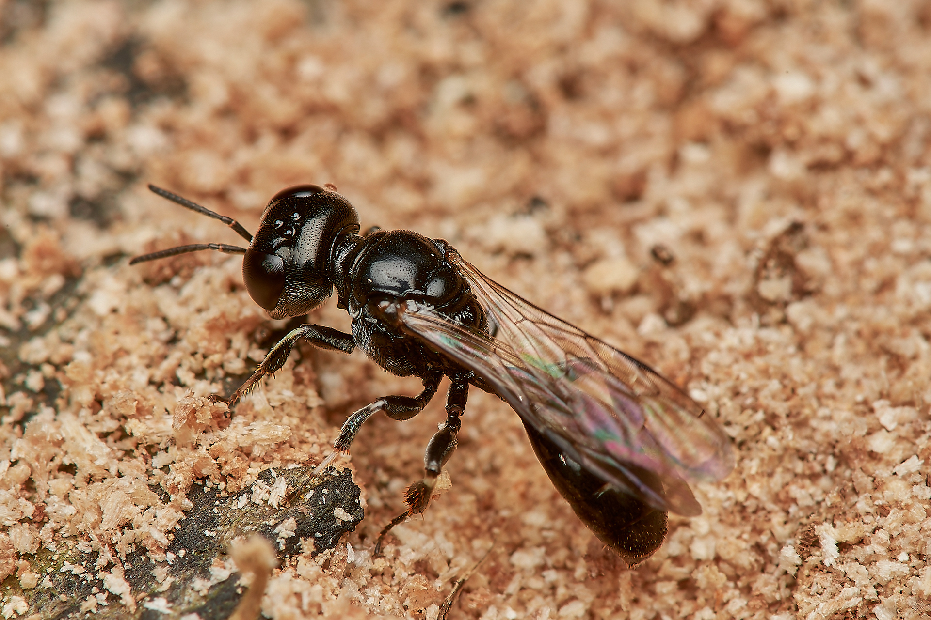 Ring-legged Crossocerus ♀︎(Crossocerus annulipes) Hanworth
