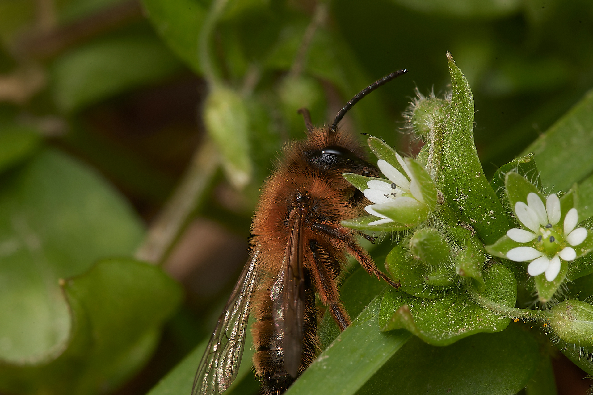 Buffish Mining Bee ♂︎?(Andrena nigroaenea) Hanworth 04/23
