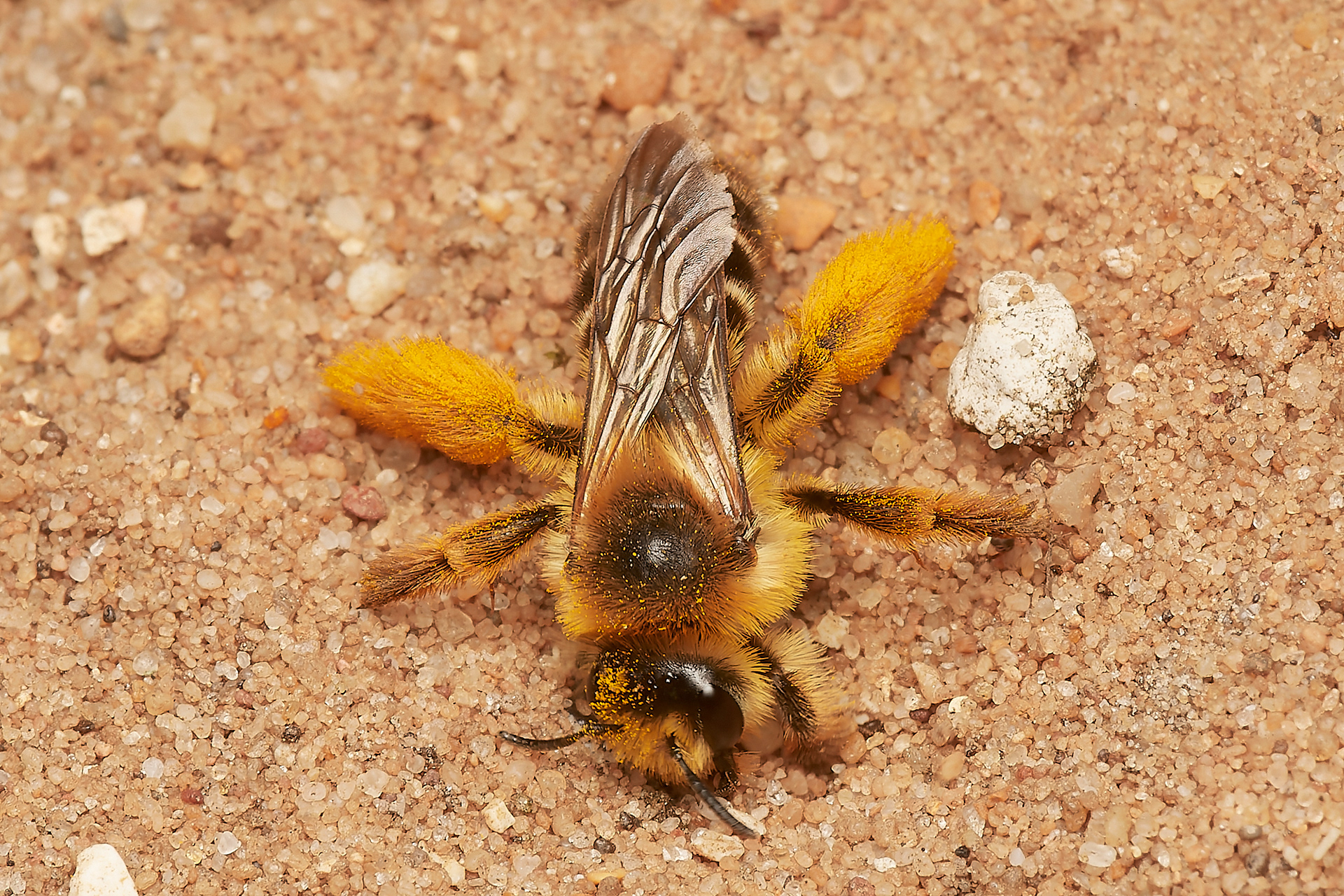 Pantaloon Bee ♀︎ (Dasypoda hirtirpes) Santon Downham