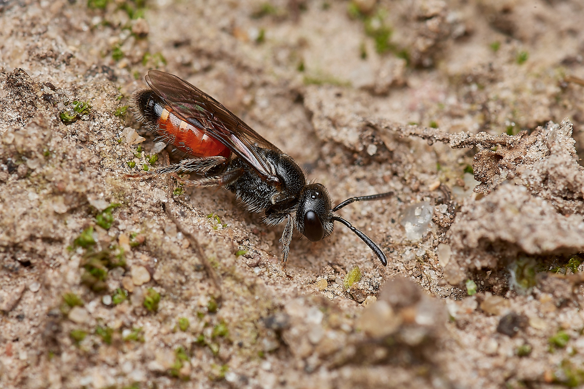 Blood Bee Sp (Sphecodes Sp) Hanworth