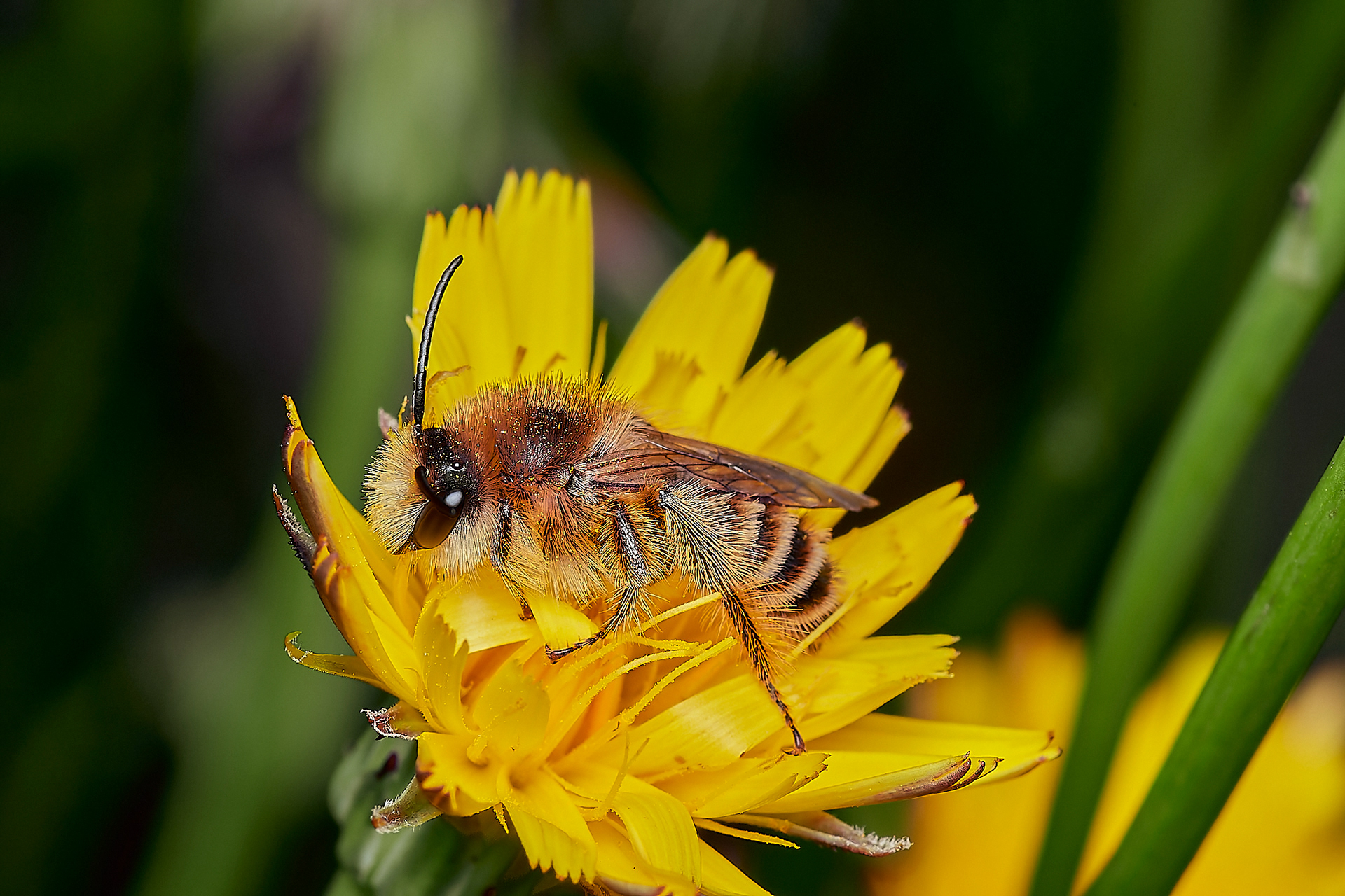 Pantaloon Bee ♂︎(Dasypoda hirtirpes) Santon Downham