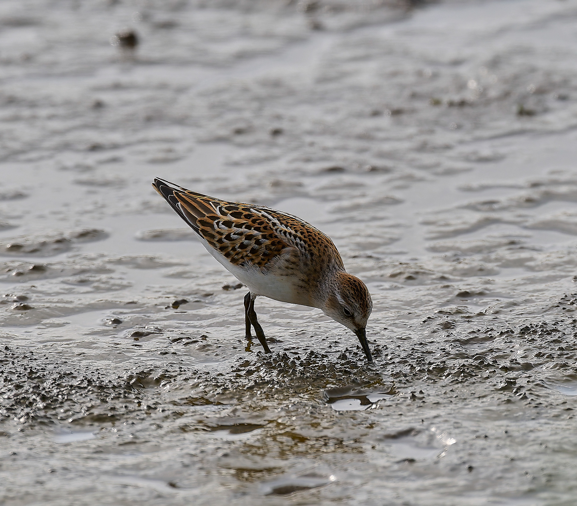 Titchwell Little Stint (Calidris minuta) 09/24