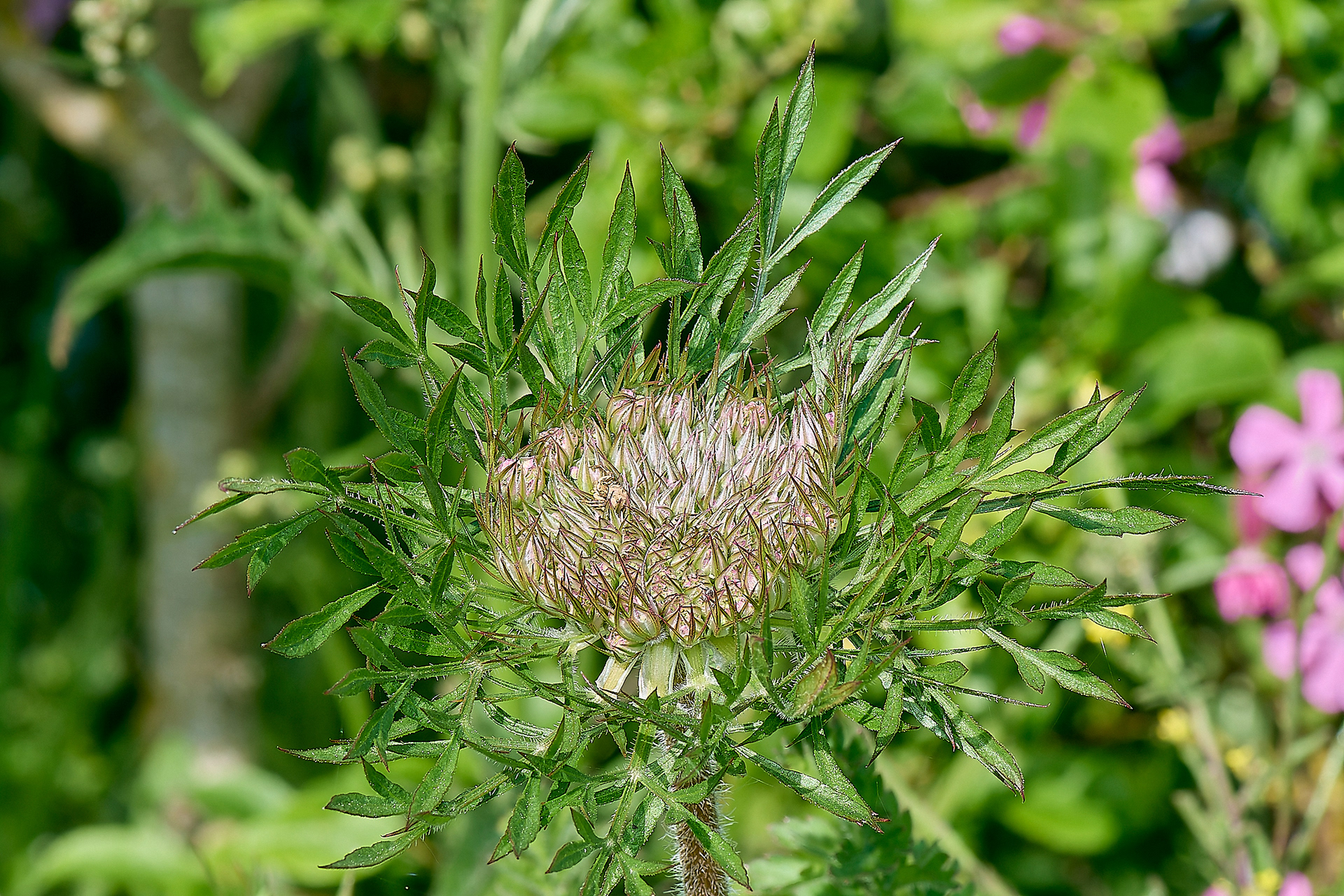 Wild Carrot (Daucus carotta)