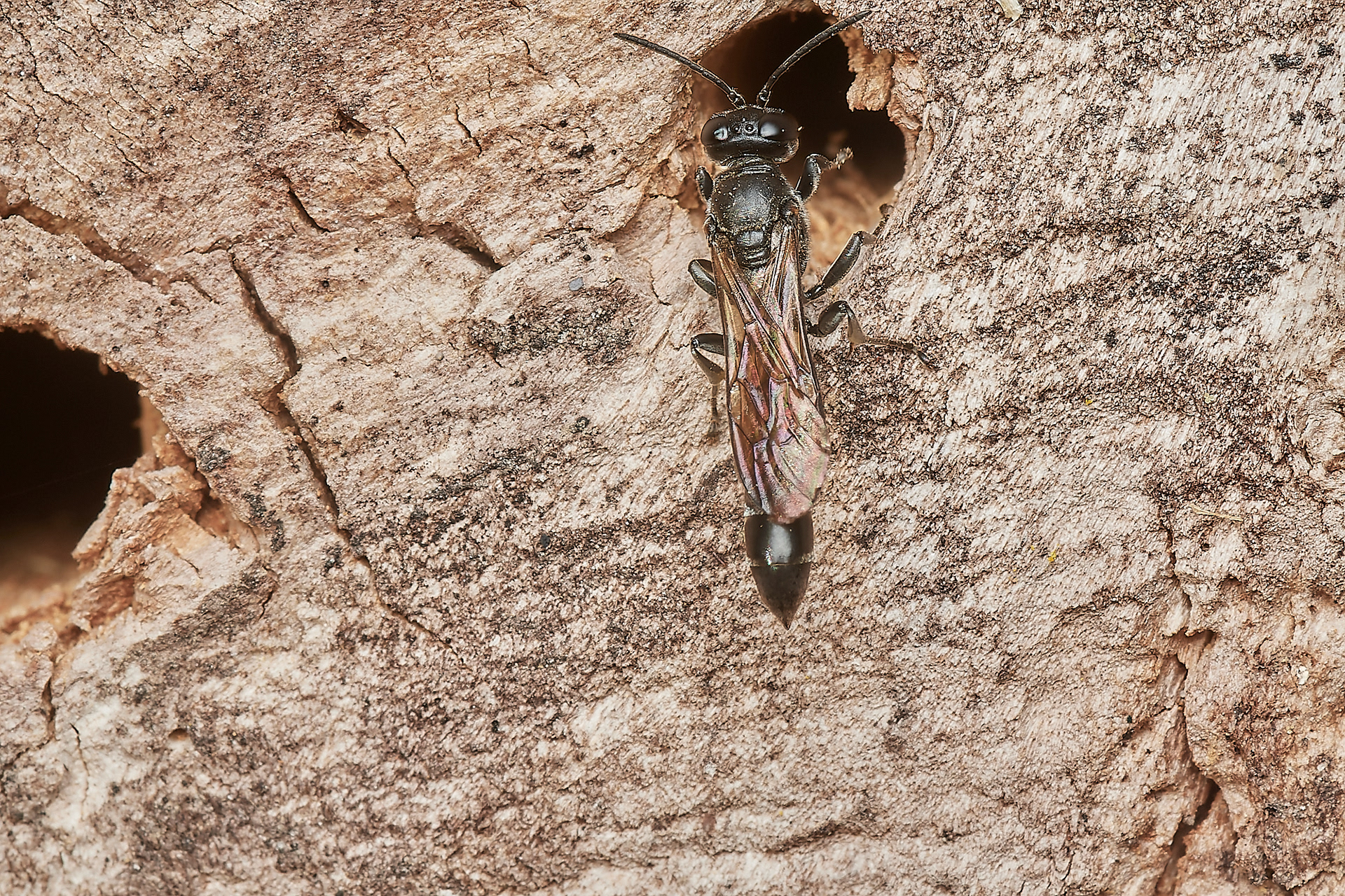 Trypoxylon Sp? Possibly T figulus? Hanworth