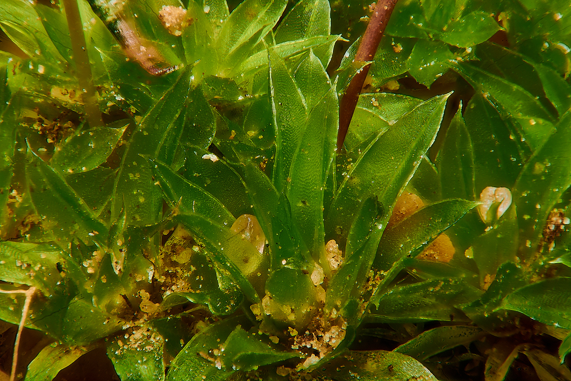 Awl-leaved Screw-moss (Tortula subulata) Felmingham