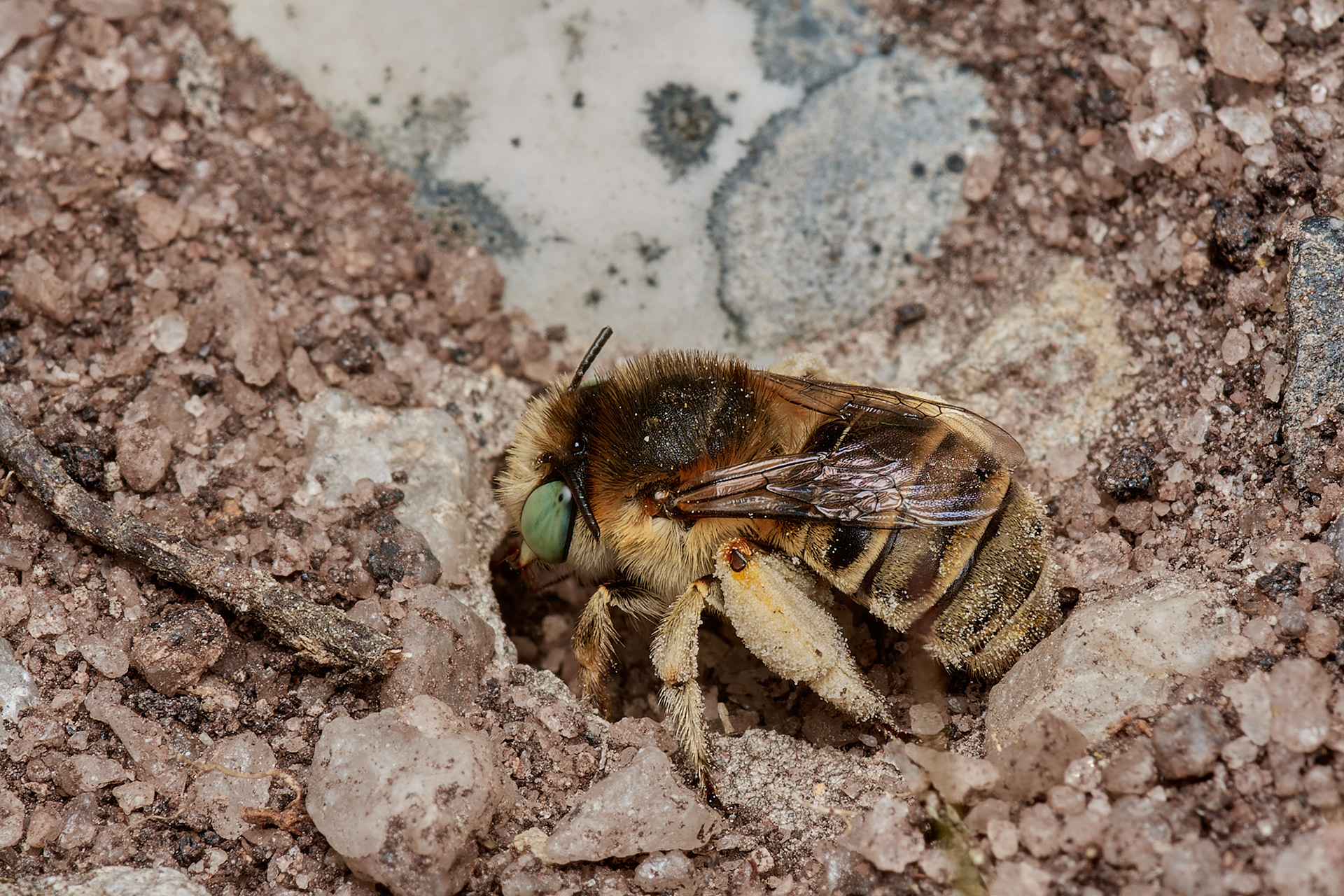 Green-eyed Flower Bee ♀︎(Anthophora bimaculata) Bovey Tracey