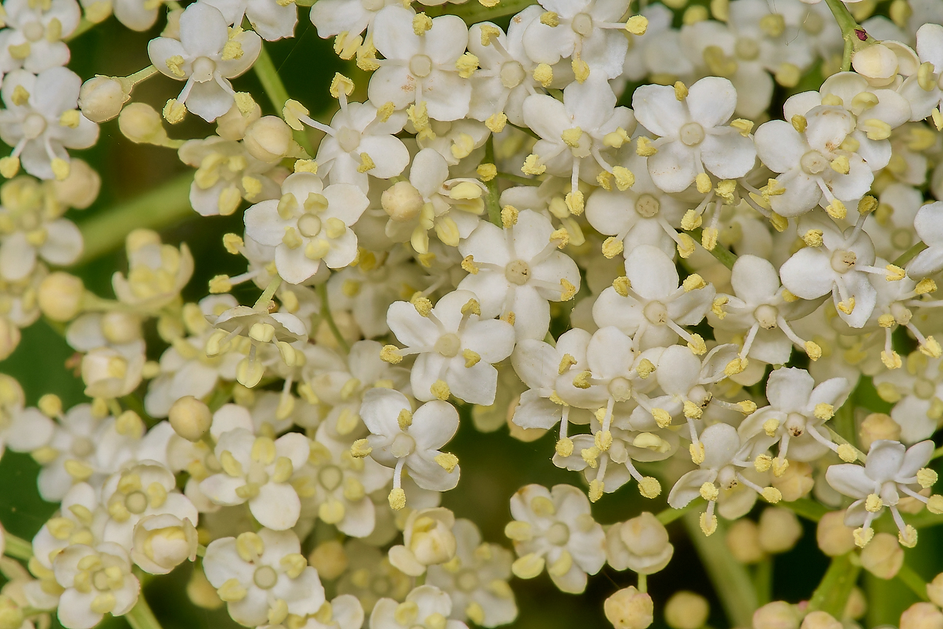 Elder