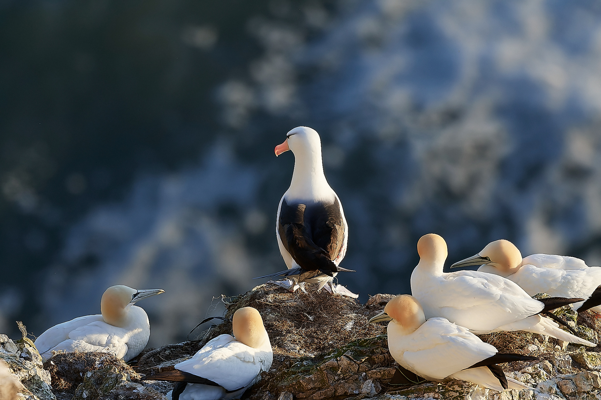 Black-browed Albatross (Thalassarche melanophris)